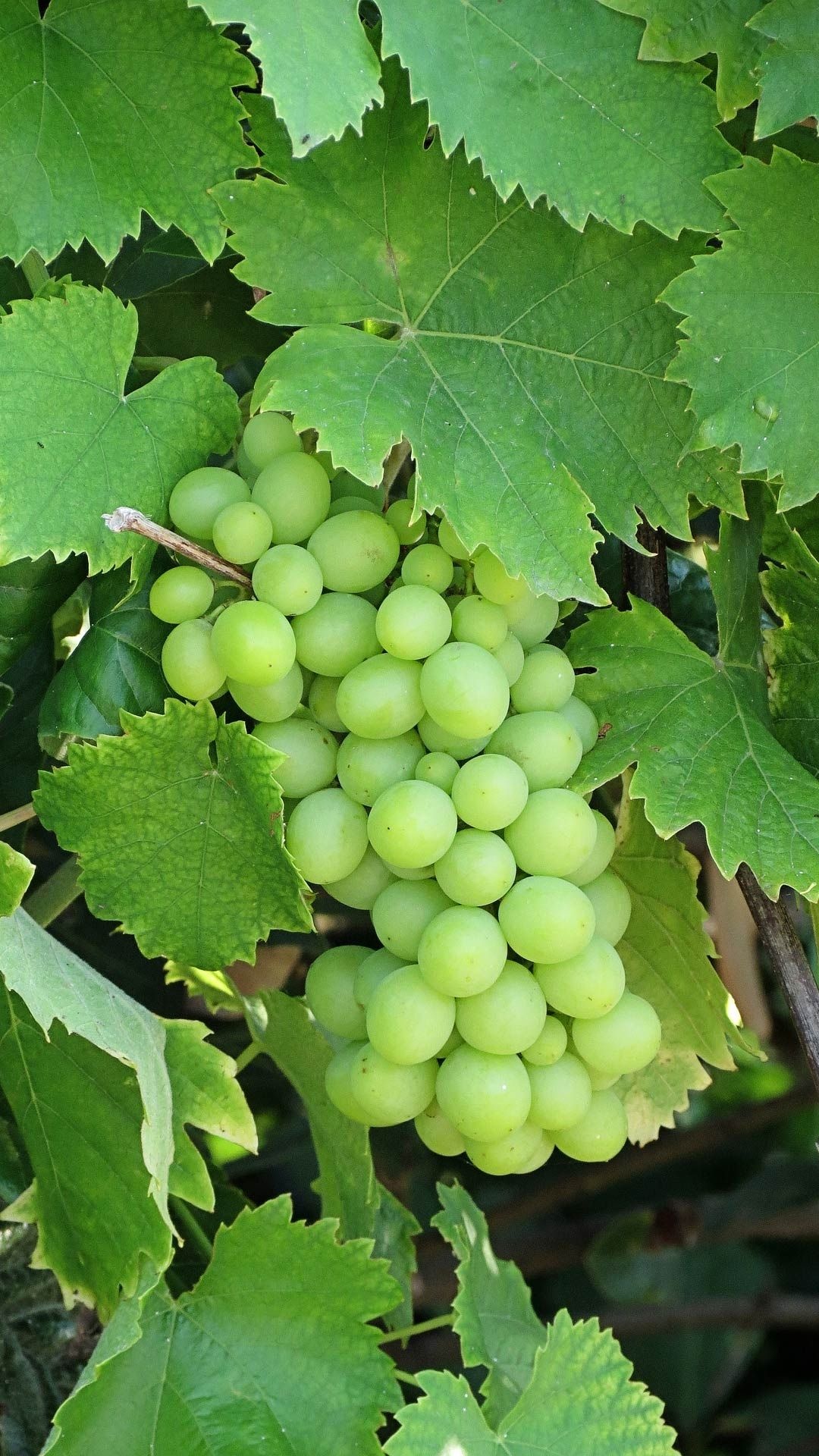 Grapes: Used for making wine, Vine, Plant. 1080x1920 Full HD Background.