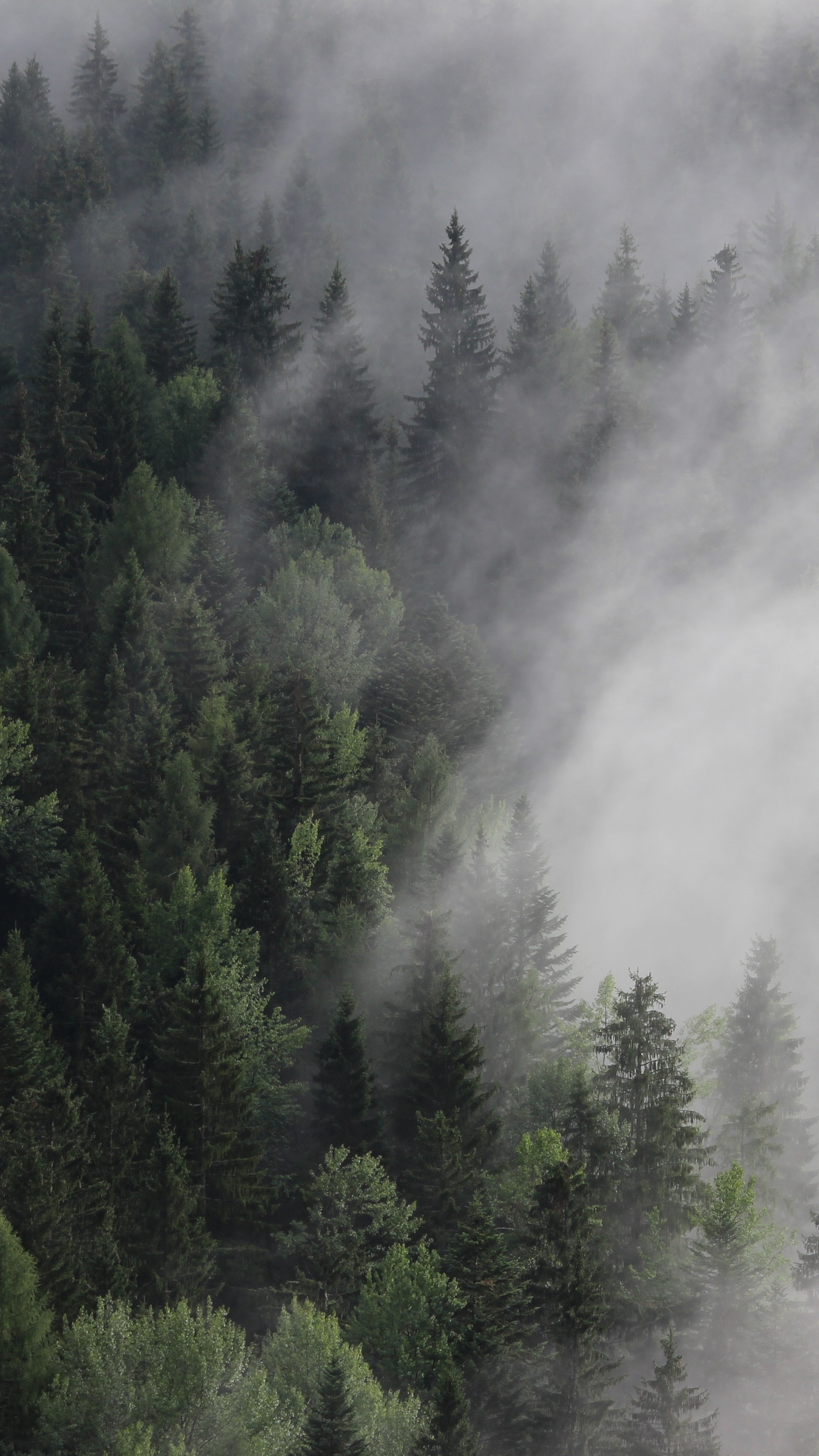 Austria forest fog, 4K wallpaper, 2160x3840 4K Handy