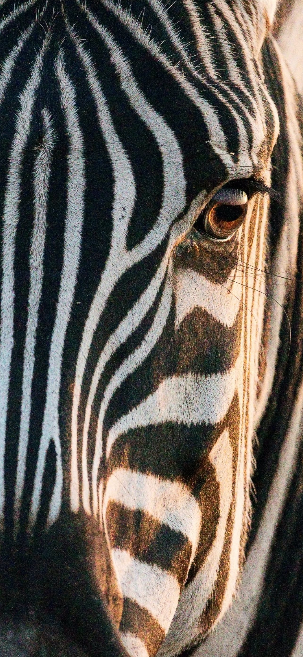 African zebra, iPhone wallpaper, Striking patterns, Free download, 1290x2780 HD Phone