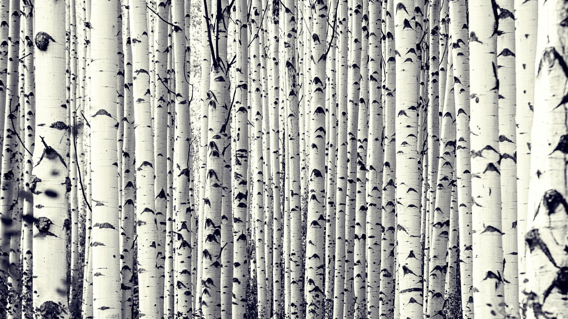 Birch tree wallpapers, 26 wallpapers, Birch tree, 1920x1080 Full HD Desktop