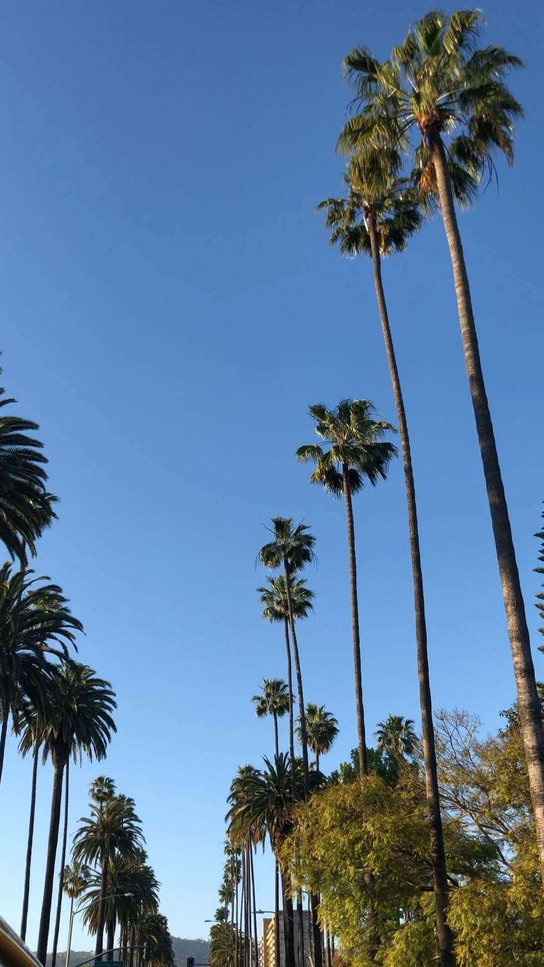 Beverly Hills, Palm trees Beverly Hills, Video California wallpaper, Los Angeles palm trees, 1080x1920 Full HD Phone