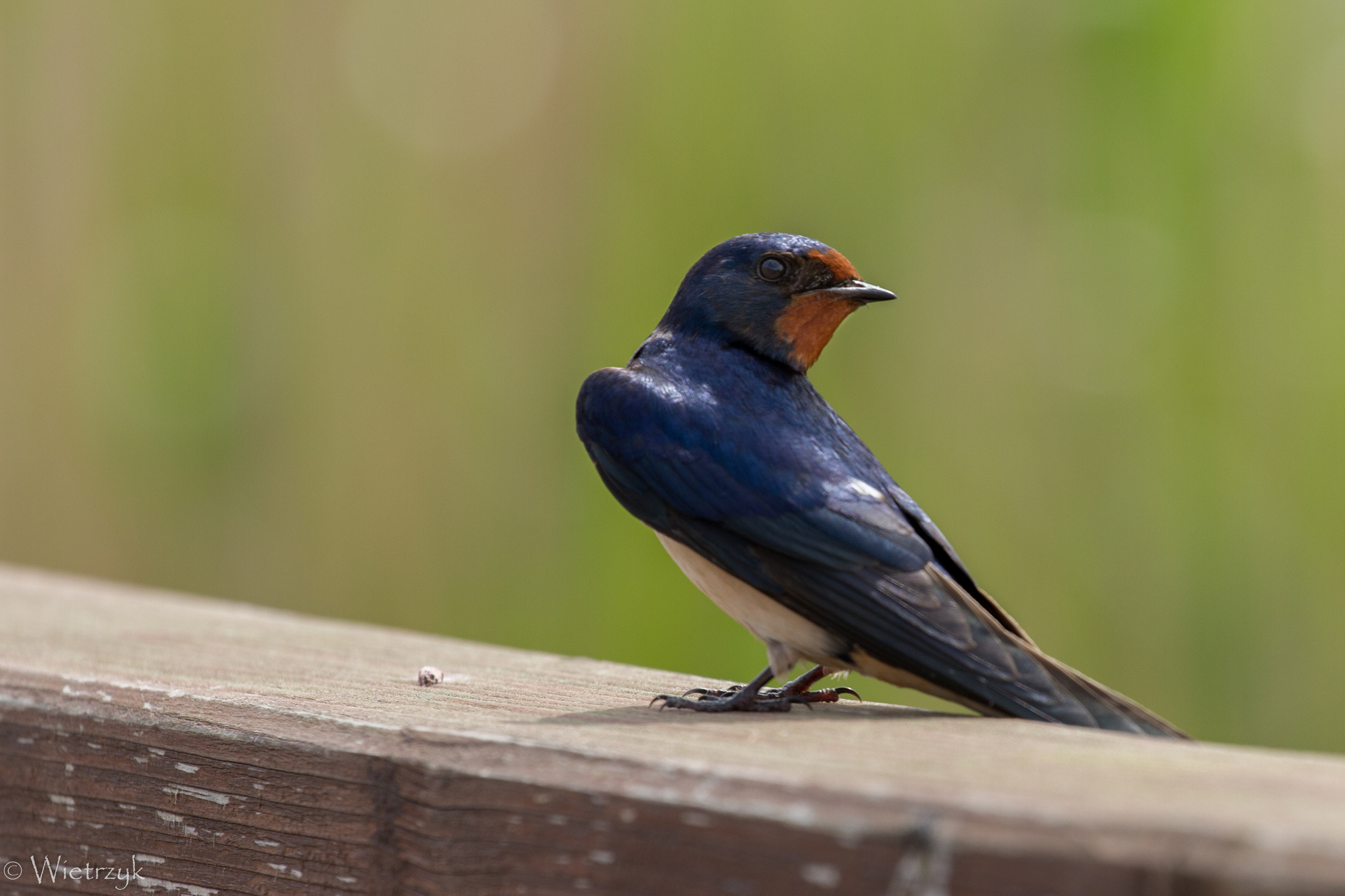 Barn swallow, Hirundo rustica, Beautiful plumage, Nature observation, 2050x1370 HD Desktop
