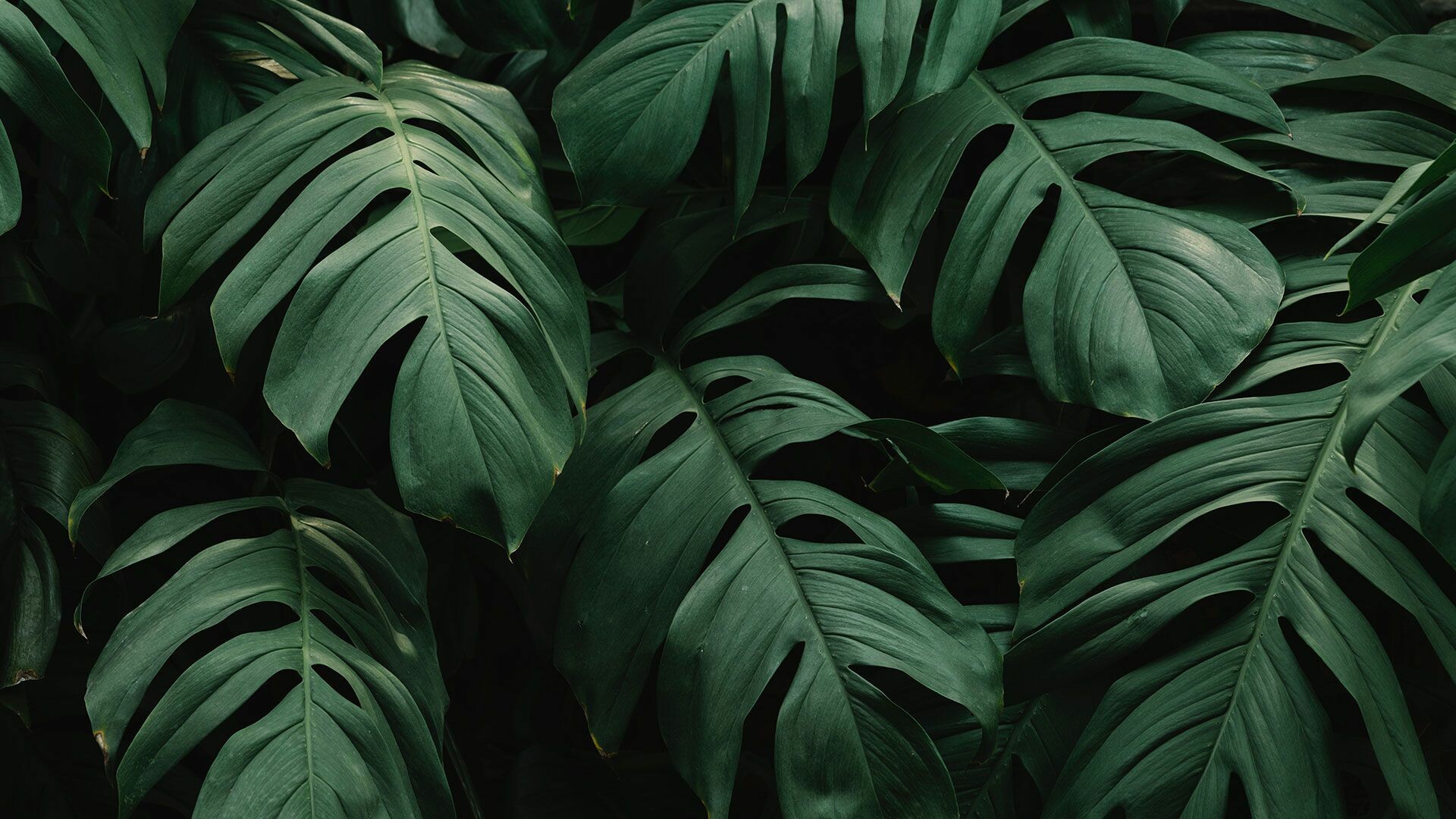 Leaf: Jungle, A part of a plant that has a constant volume. 1920x1080 Full HD Wallpaper.