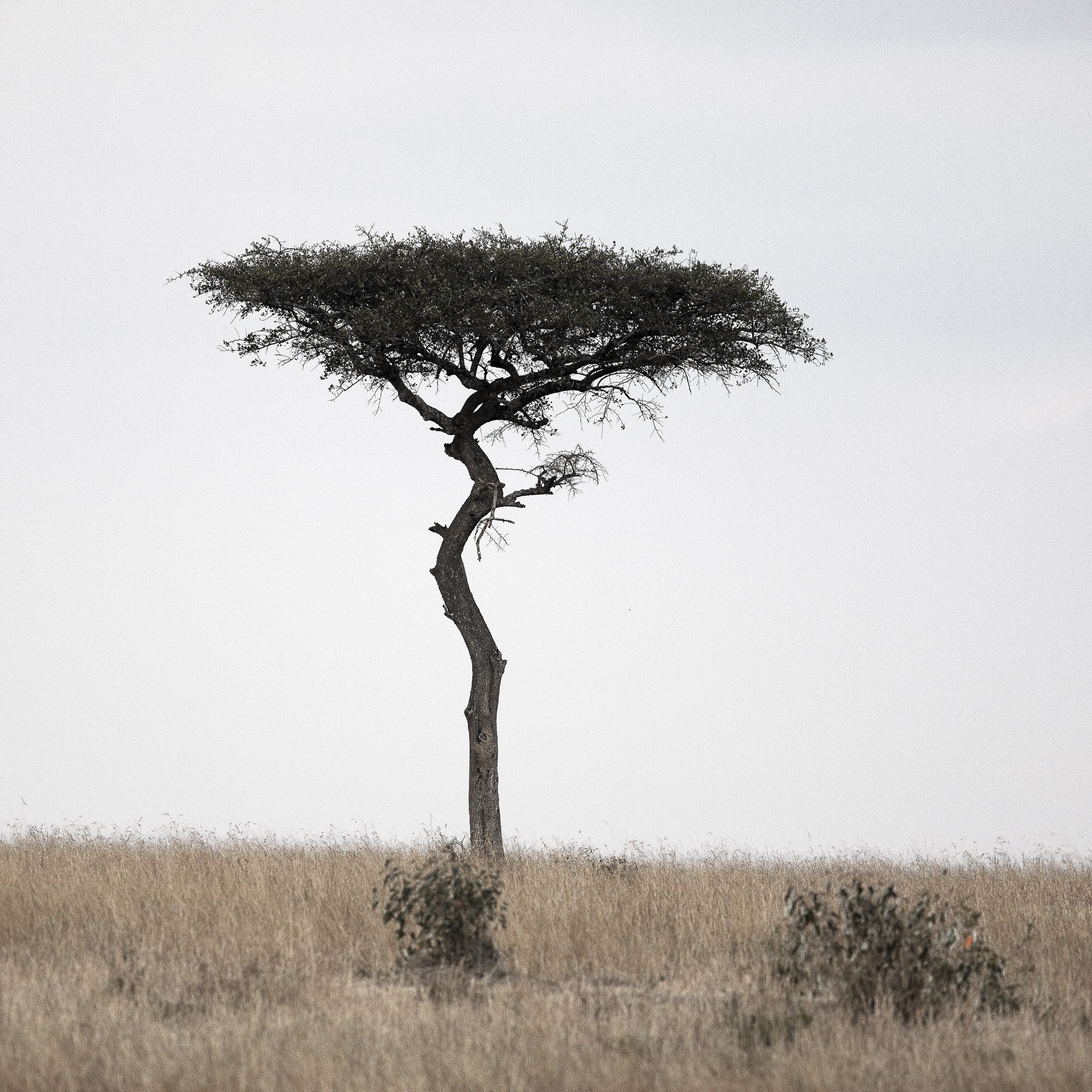 Acacia Tree, Masai Mara beauty, Artistic photography, Nature's wonders, 2000x2000 HD Handy