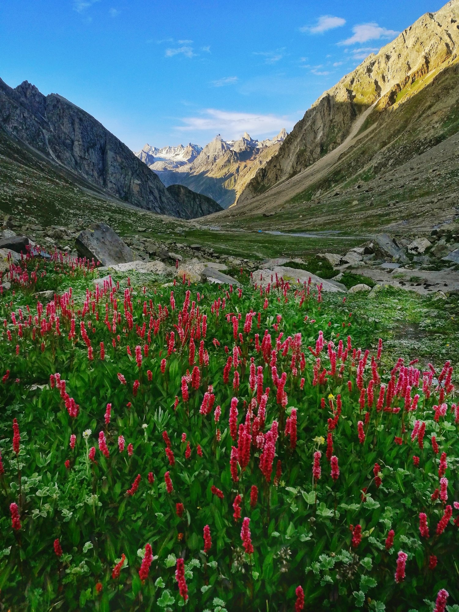 Valley of Flowers, India, Places to See, Exotic Flowers, 1500x2000 HD Phone