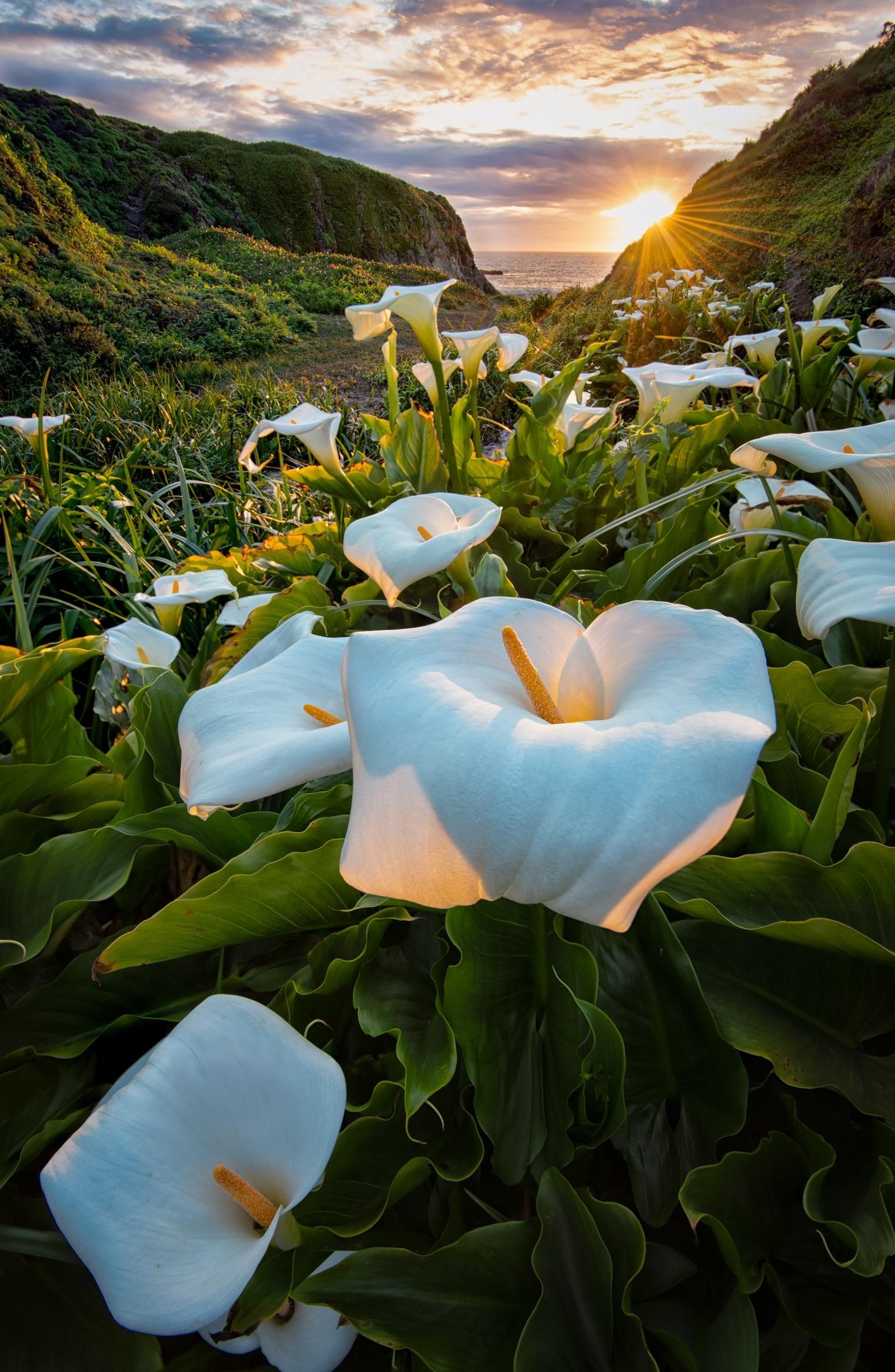 Calla Lily: Greatly valued and commonly grown as ornamental plants. 1530x2330 HD Background.