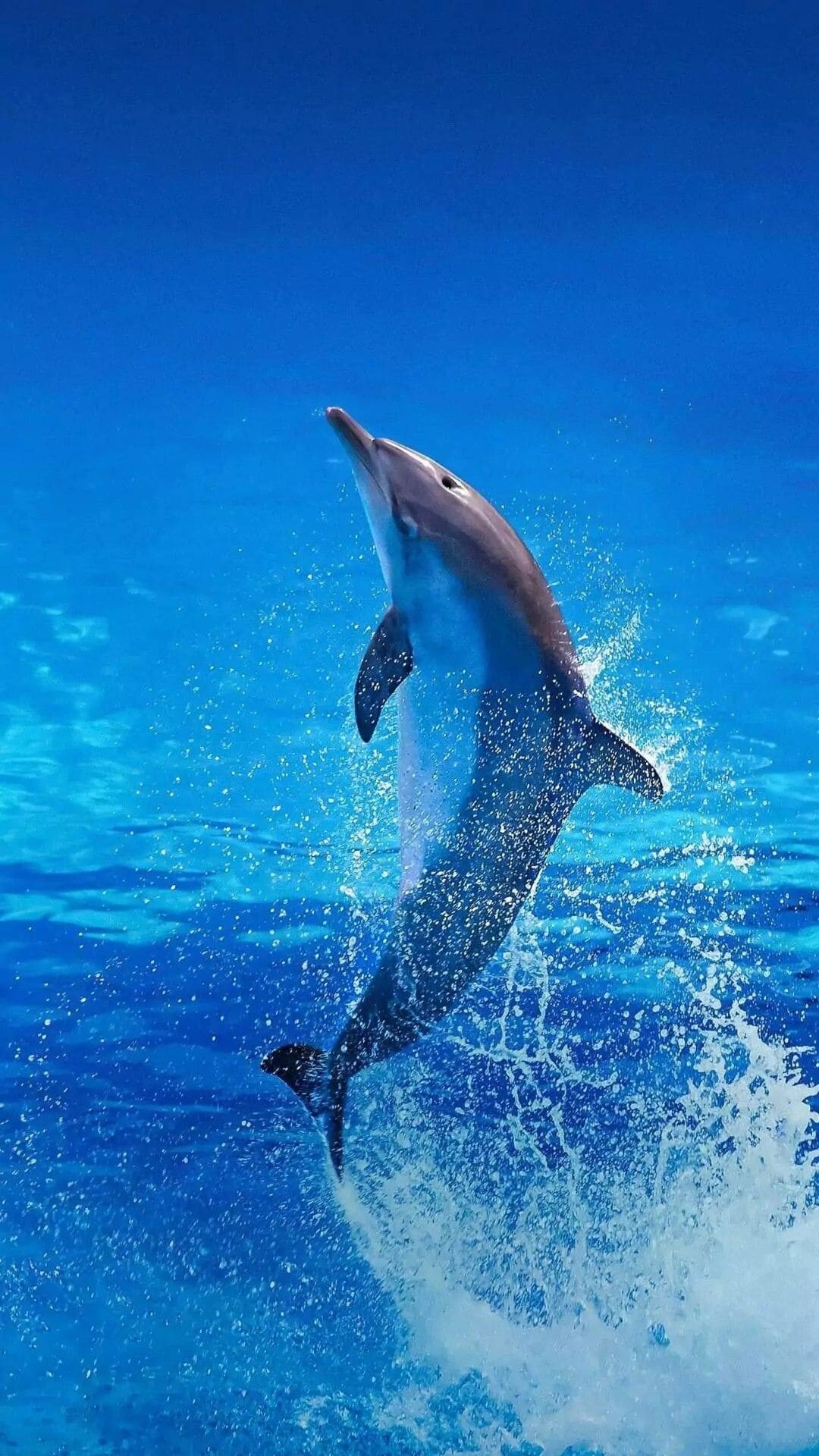 Dolphin: Dolphins are an increasingly popular choice of animal-assisted therapy for psychological problems and developmental disabilities. 1080x1920 Full HD Wallpaper.