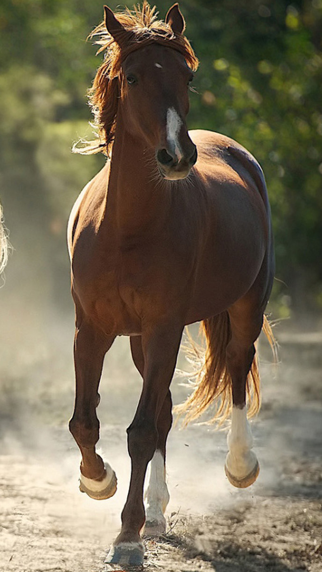 Horse: Arabians dominate the discipline of endurance riding and compete today in many other fields of equestrian sport. 1080x1920 Full HD Background.