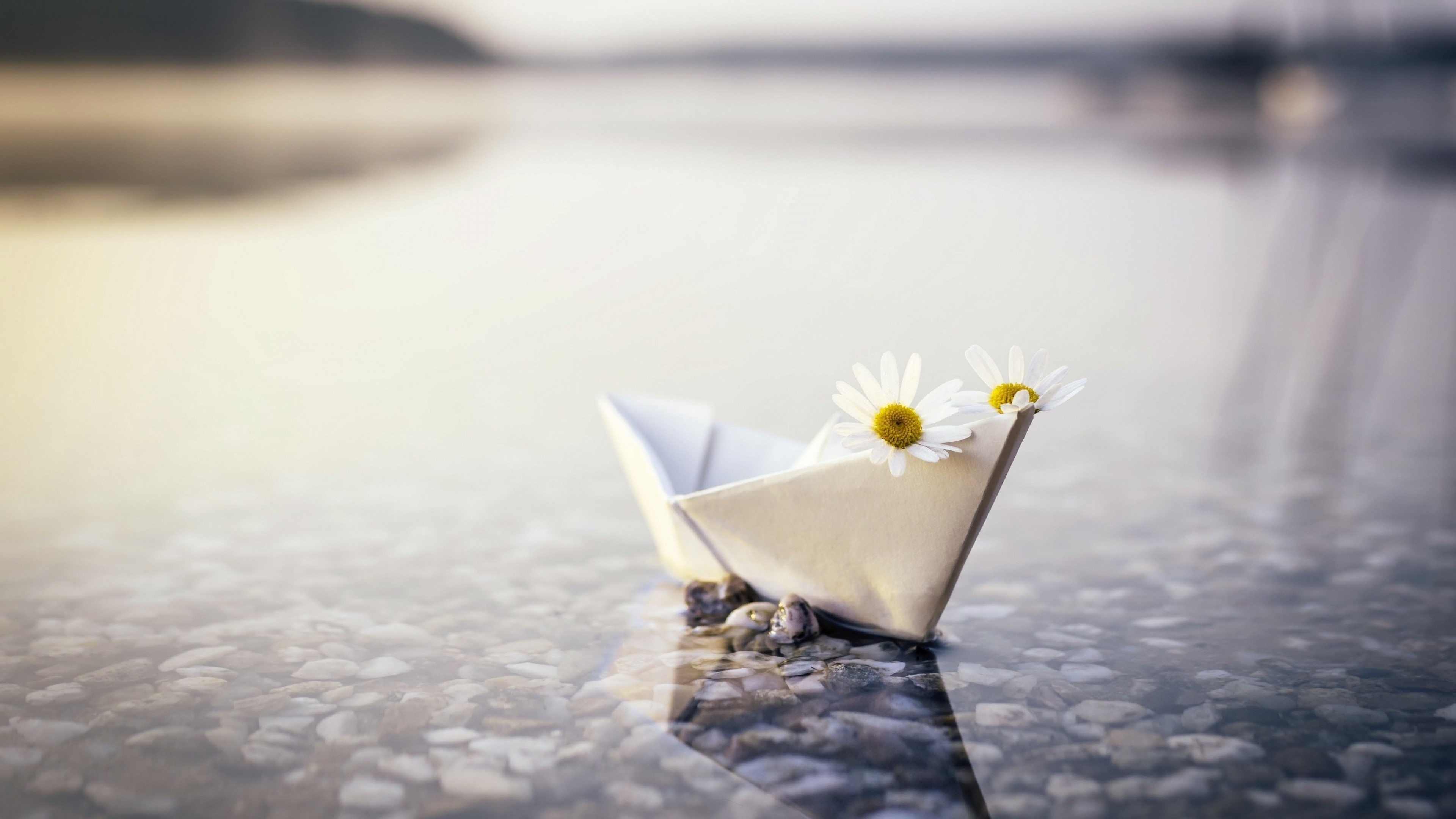 Floating paper boat, Daisy reflection, Outdoors wallpaper, 3840x2160 4K Desktop