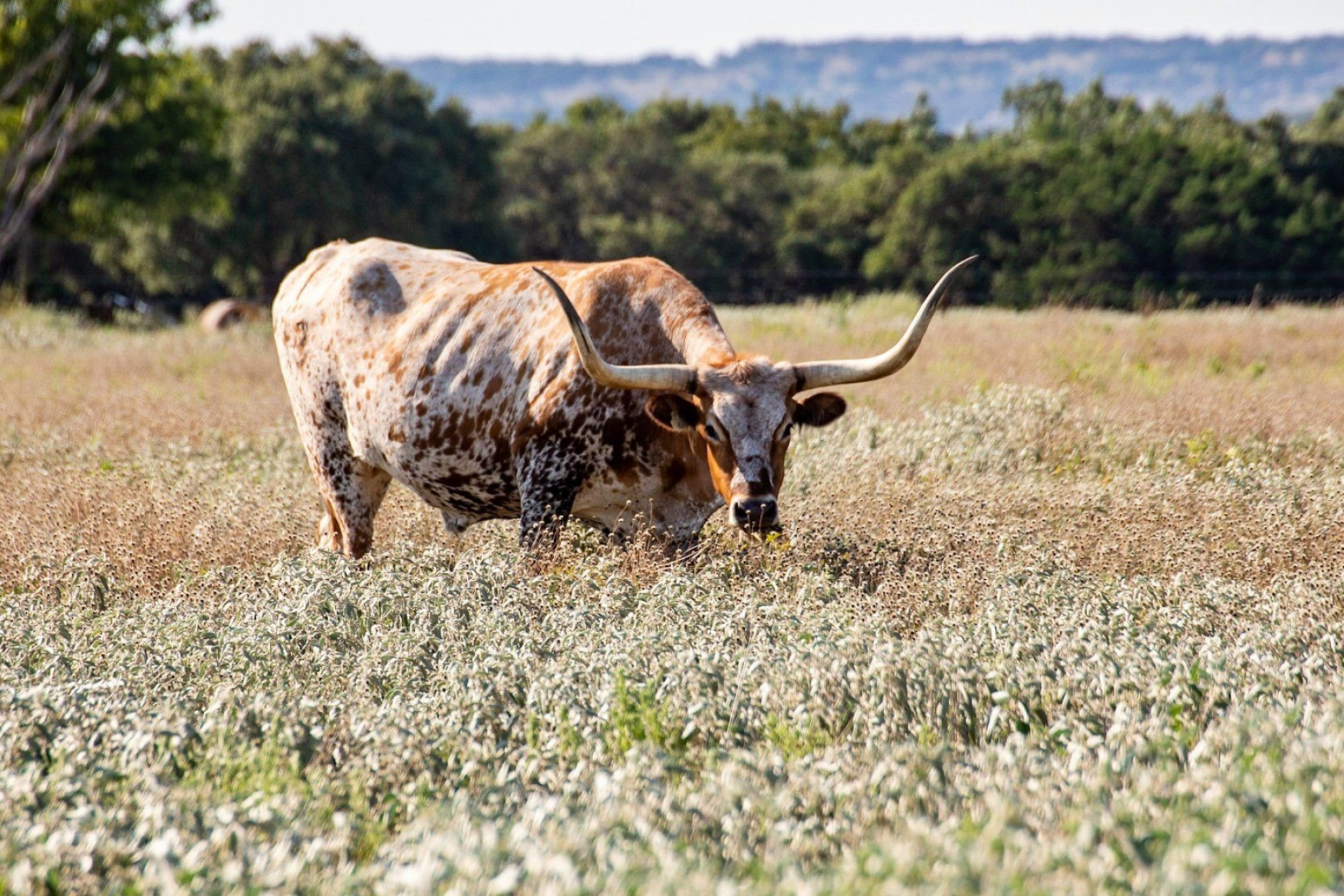Texas longhorn, LBJ ranch, Longhorn animal, Pictures, 2050x1370 HD Desktop