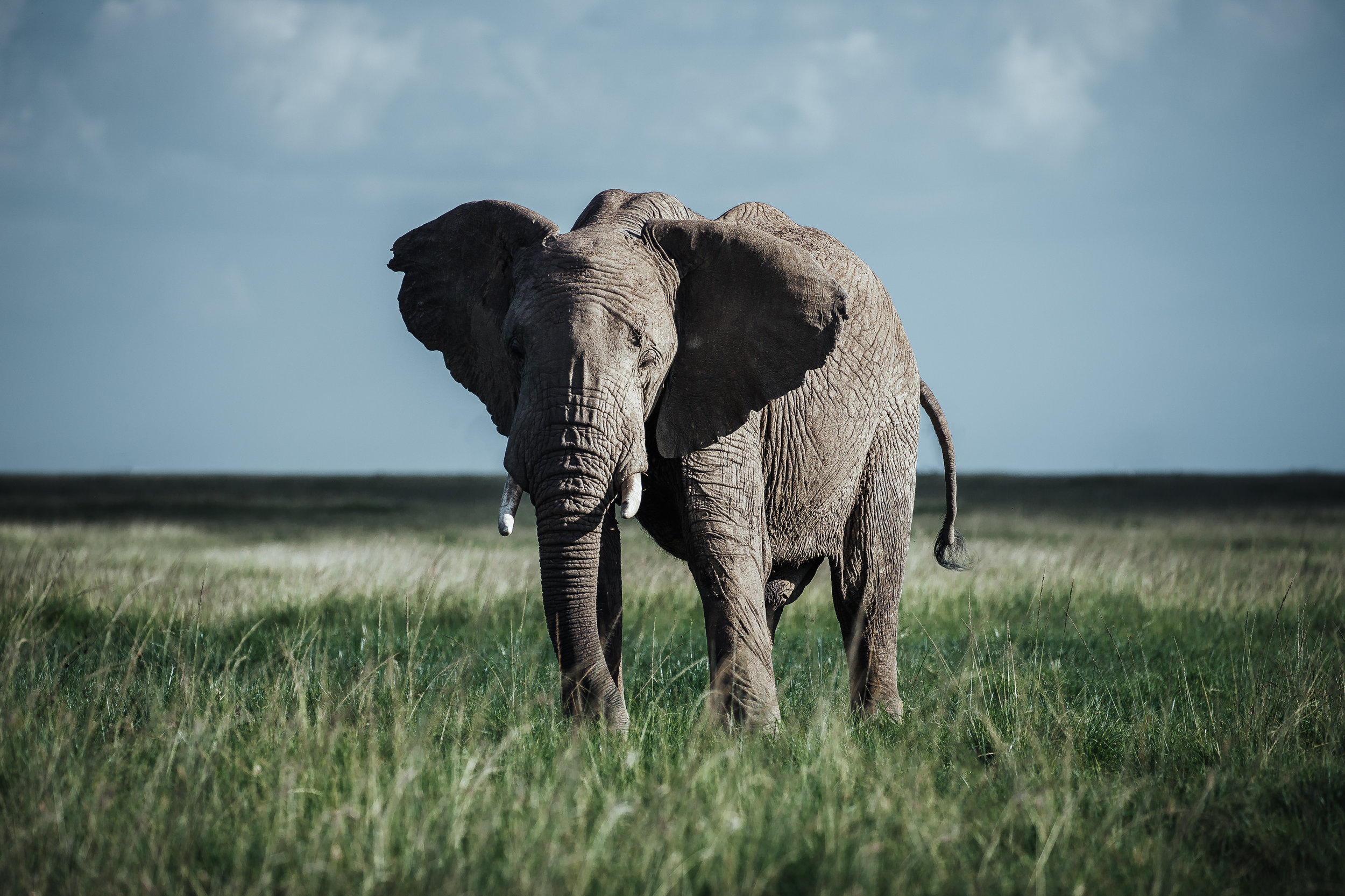 Kenyan adventures, Jason Charles Hill, Safari experiences, African landscapes, 2500x1670 HD Desktop