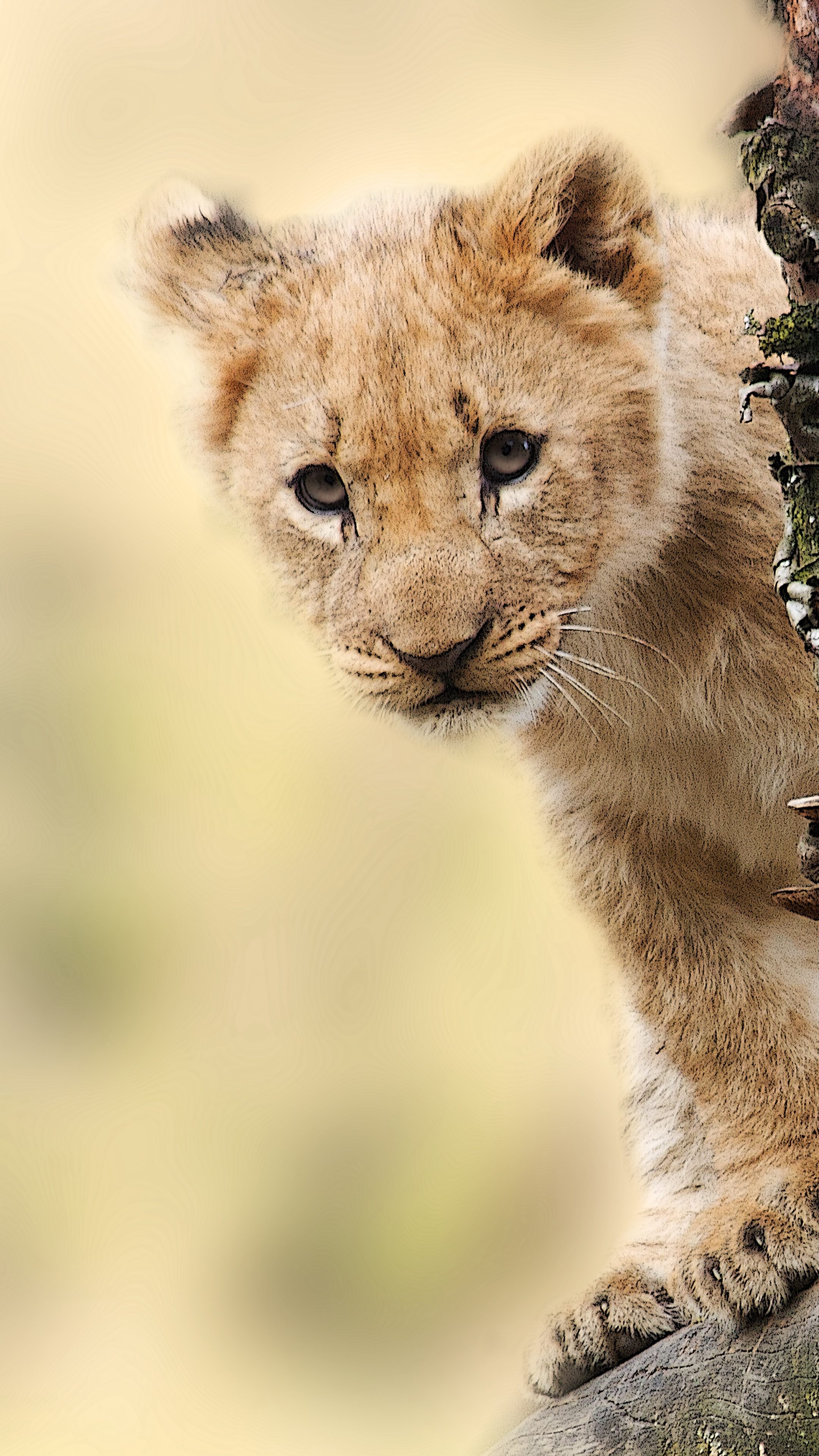 Lion cub on a tree branch, Royal elegance, Serene wildlife, Natural beauty, 2160x3840 4K Phone