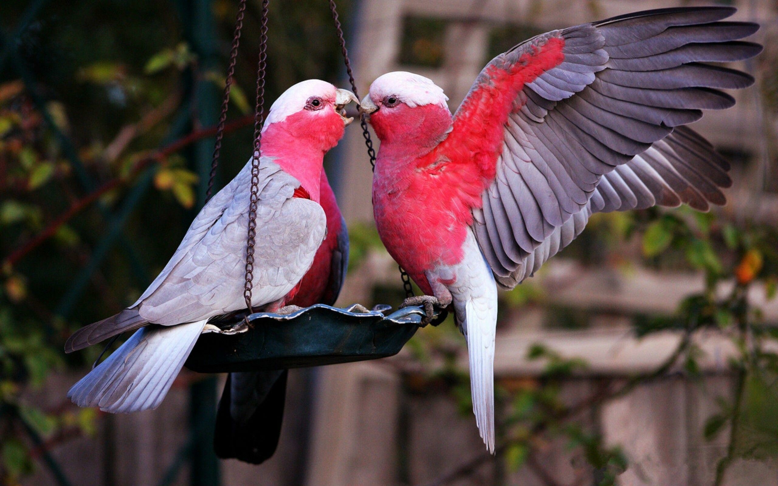 Bird: The galah, Pink and grey cockatoo, A vertebrate animal. 2560x1600 HD Wallpaper.
