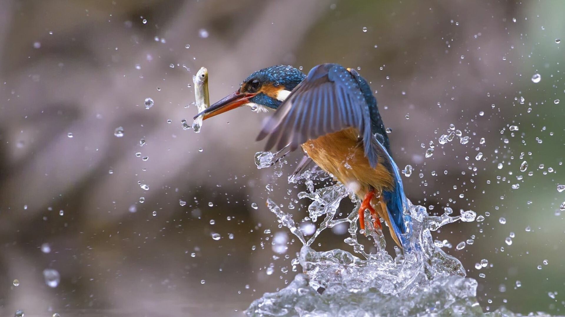 Bird: Kingfisher, Lives near streams, rivers, ponds, lakes, and estuaries. 1920x1080 Full HD Wallpaper.