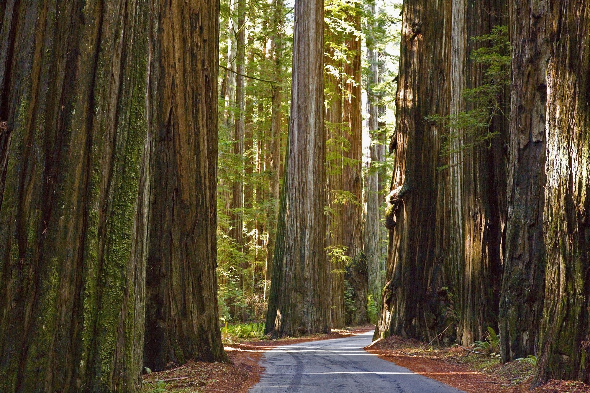 Redwood National Park, Humboldt Redwoods State Park, Wallpaper, Dreamlike scenery, 2000x1340 HD Desktop