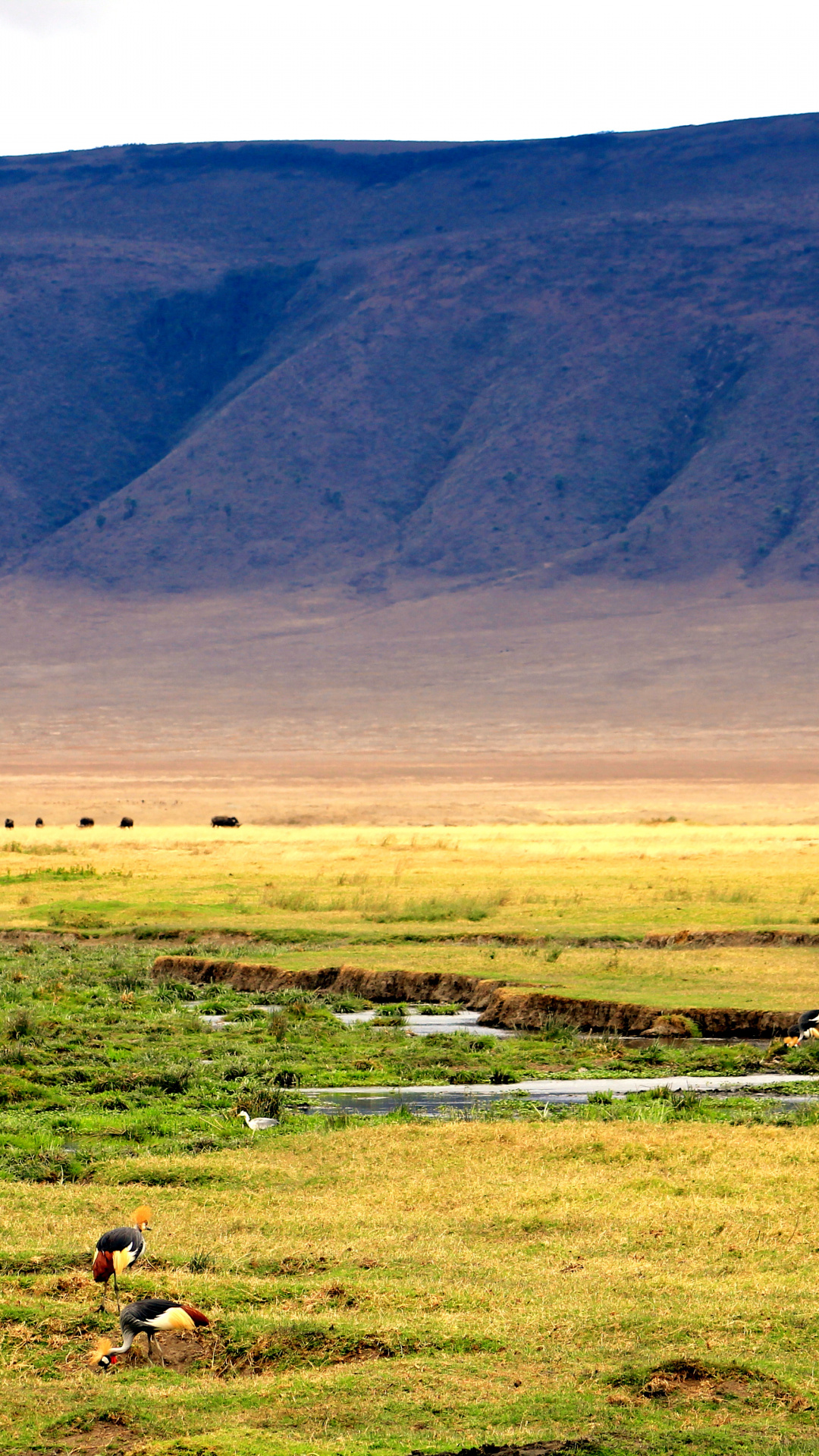 High quality, Ngorongoro Crater Wallpaper, Full HD Pictures, Desktop, Mobile, Tablet, 1080x1920 Full HD Handy