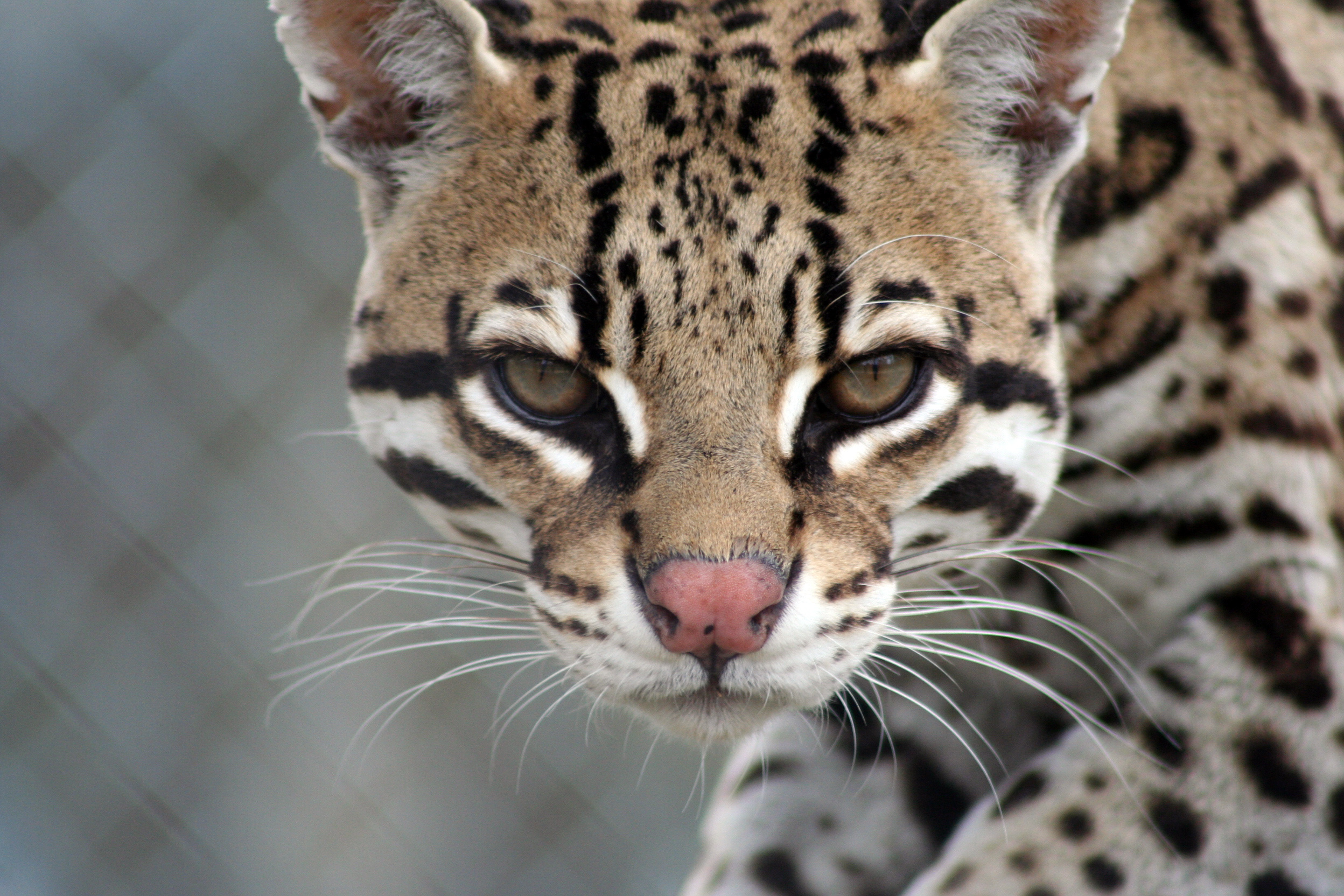 Ocelot, Tiger rescue, Trapping, Carolina wilderness, 2500x1670 HD Desktop