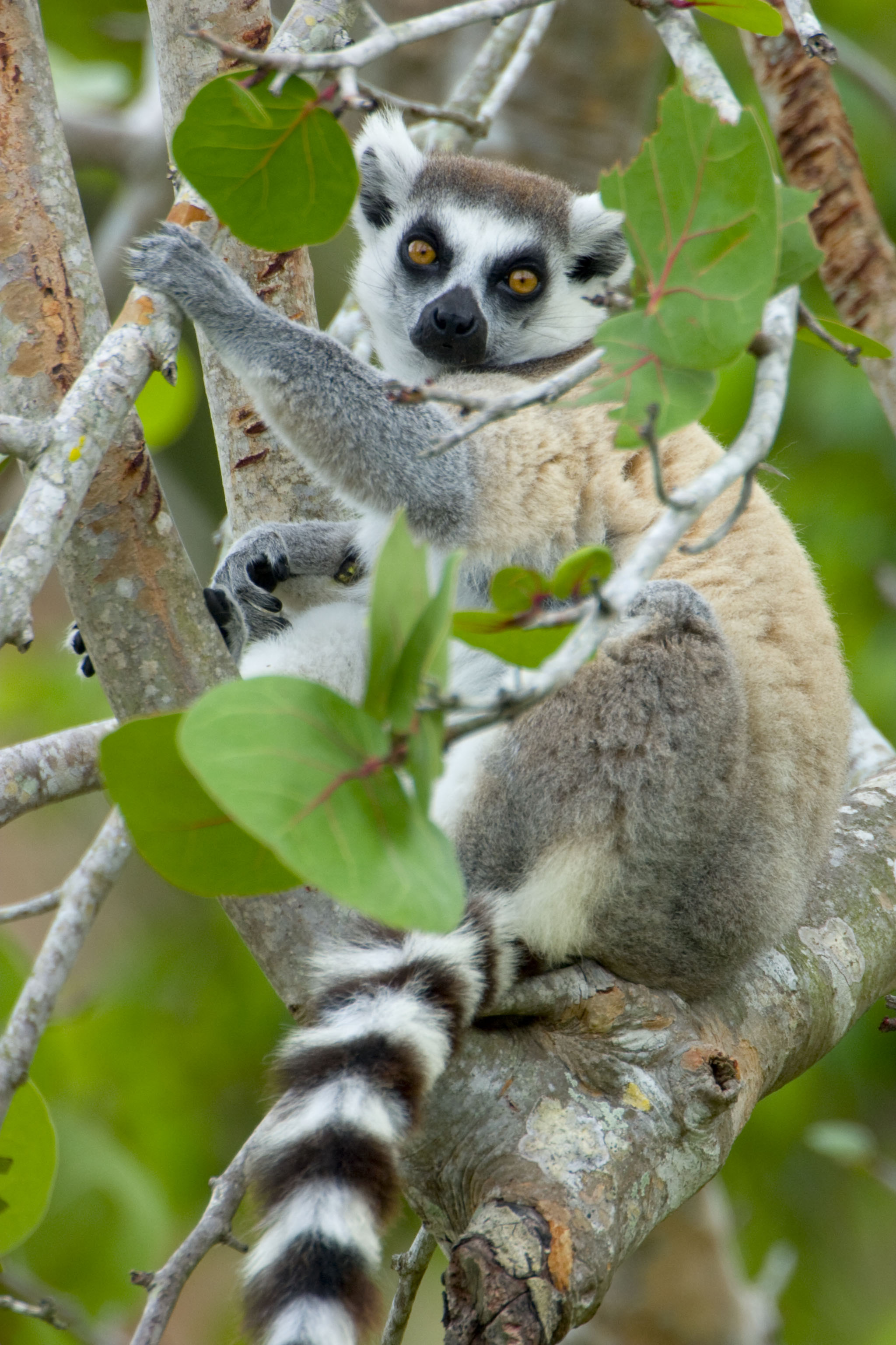 Ring Tailed Lemur, Madagascar primate, Cute wildlife, Forest jungle, 2050x3080 HD Phone
