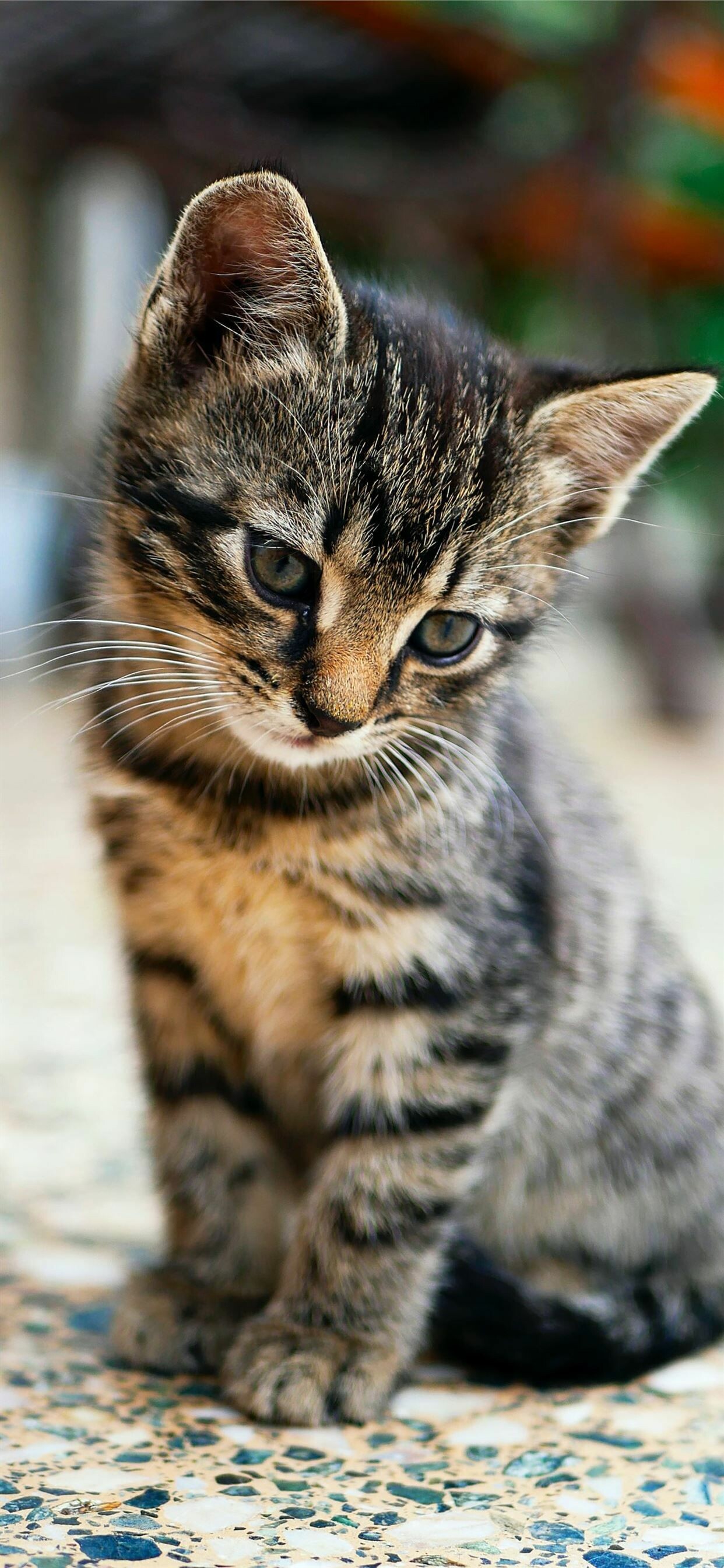 Kitten: A tabby, Domestic cat with a distinctive 'M'-shaped marking on its forehead. 1250x2690 HD Background.