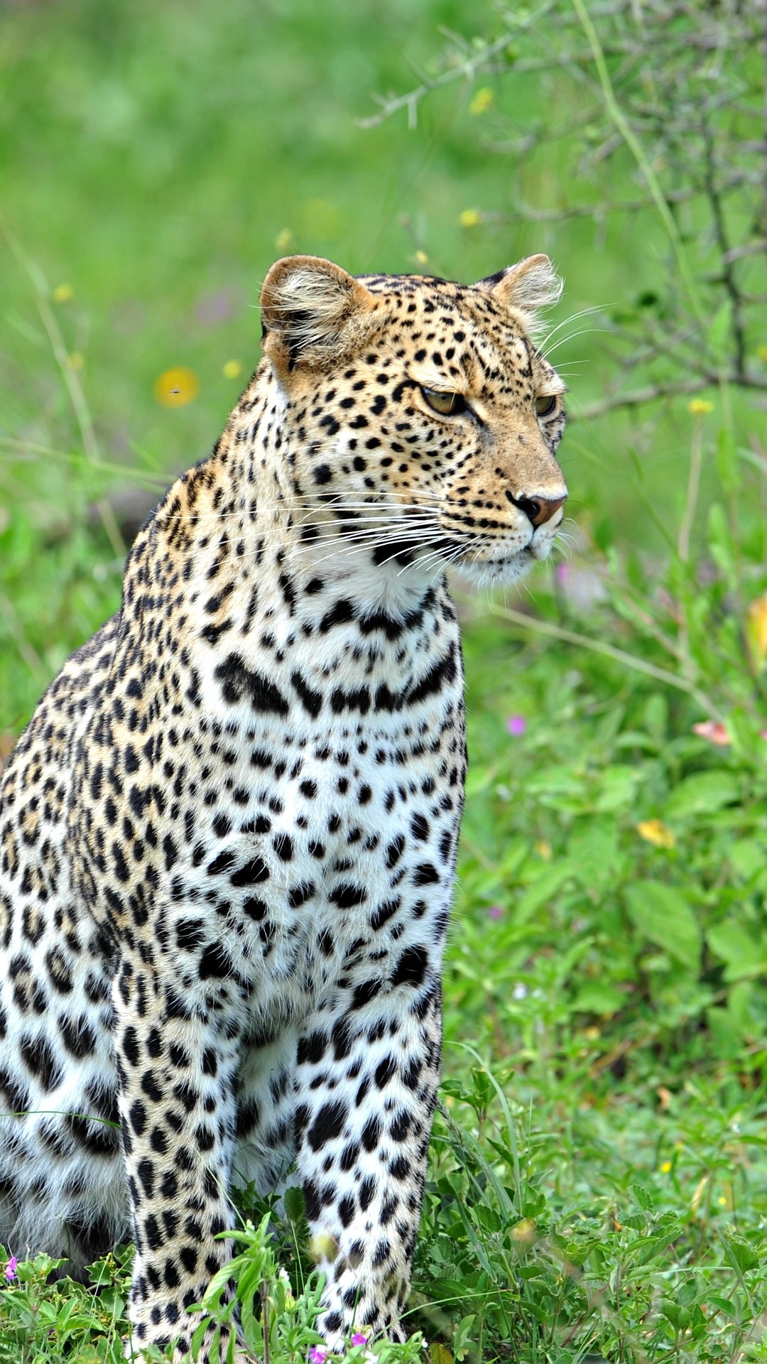 Leopard iPhone wallpapers, Mobile backgrounds, 1080x1920 Full HD Handy
