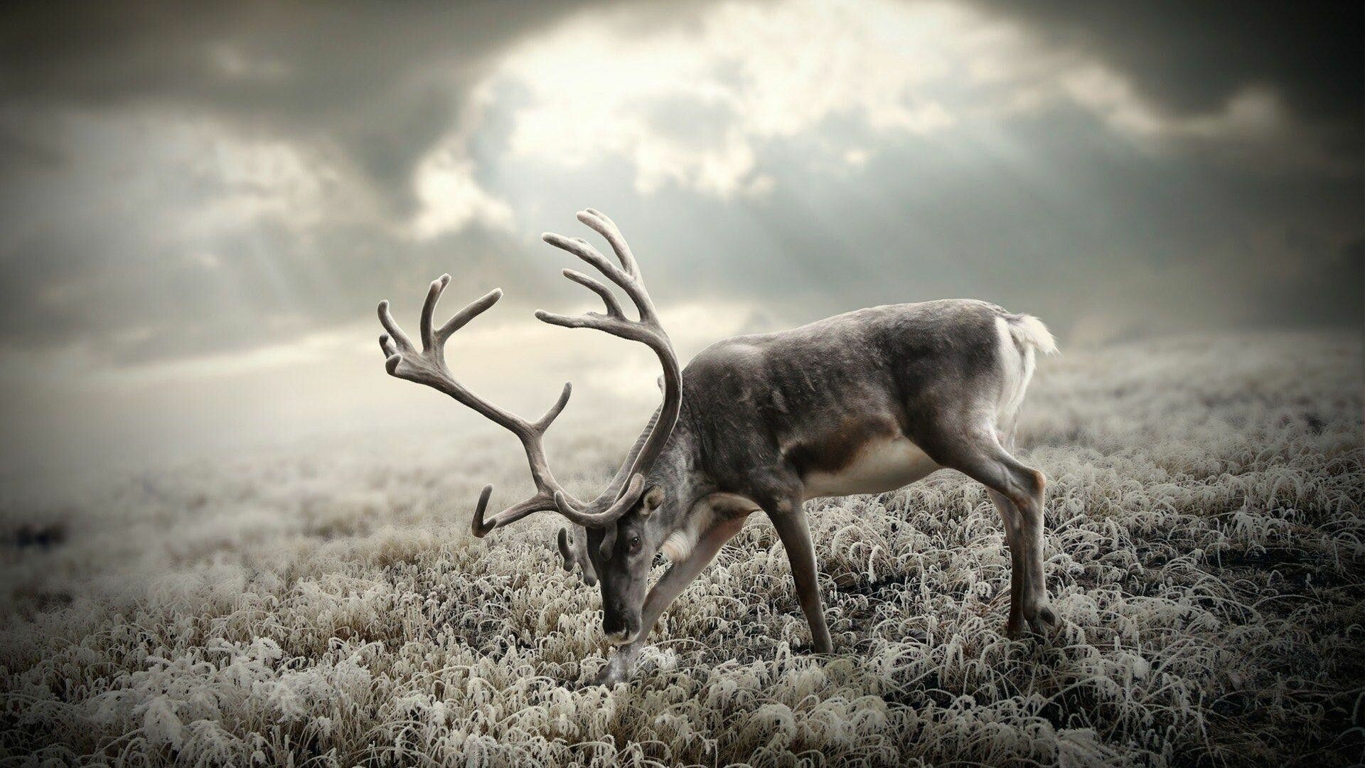 Reindeer: New World species are usually called caribou. 1920x1080 Full HD Background.