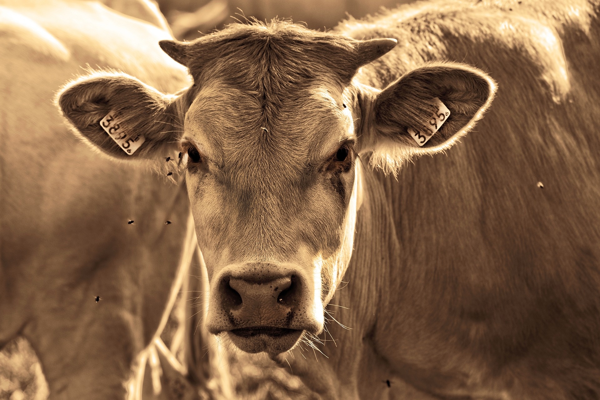 Climate impact of factory farms, Consequences of cow farming, Environmental concerns, Hidden facts about factory farms, 1920x1290 HD Desktop