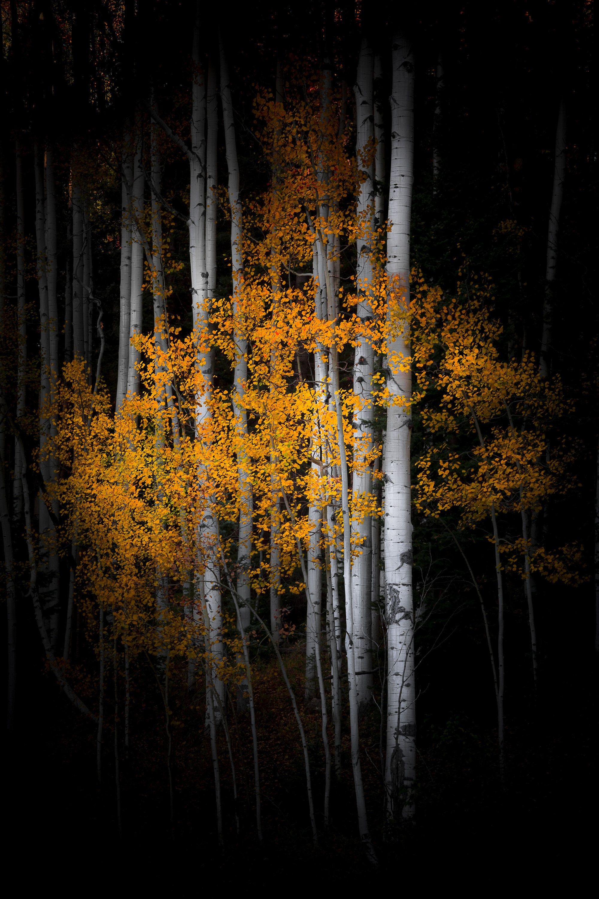 Aspen Tree, Watercolor art, Nature's beauty, Serene landscapes, 2010x3000 HD Phone