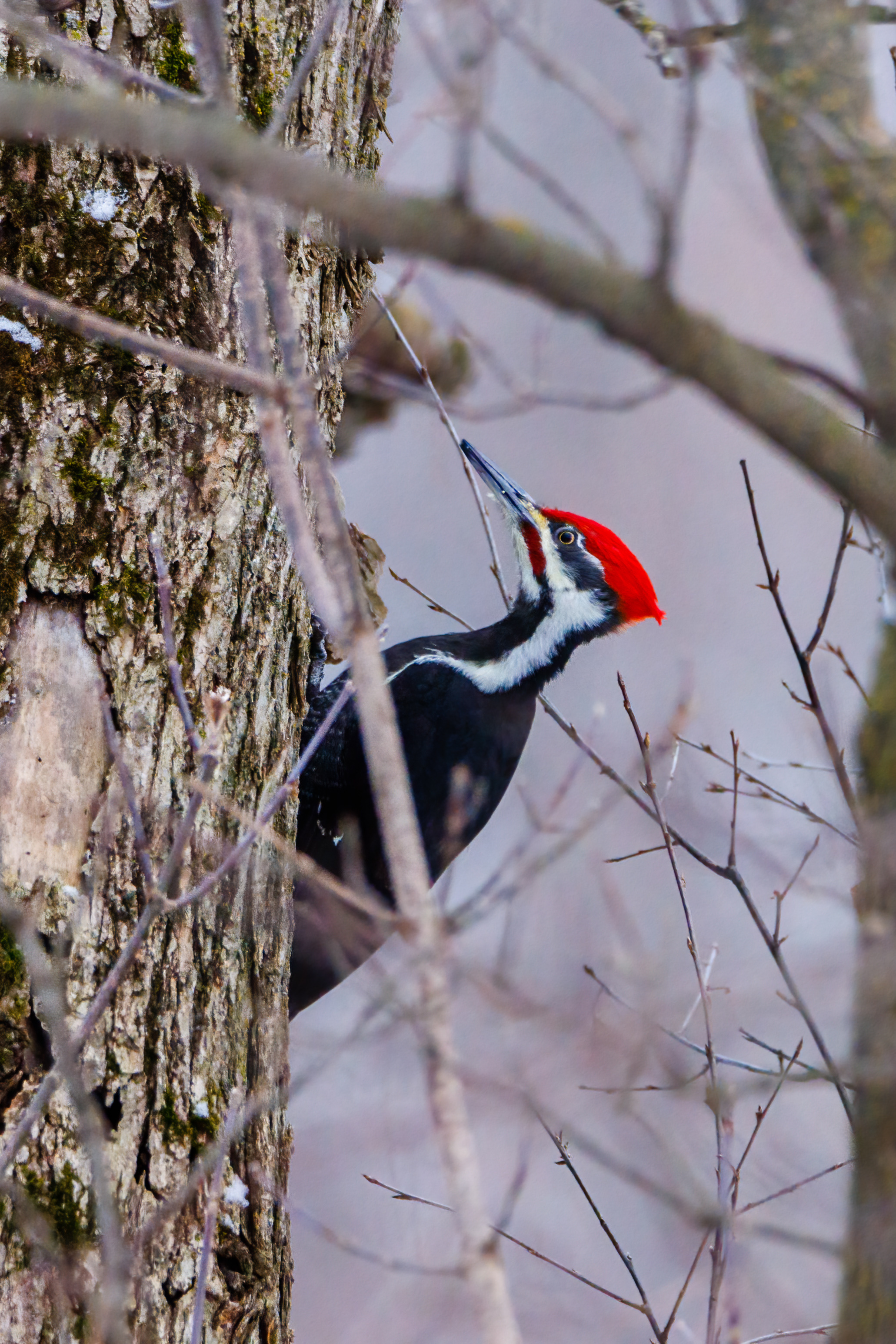 Best woodpecker photos, Stunning visuals, Free stock photos, Nature's artistry, 2070x3100 HD Handy