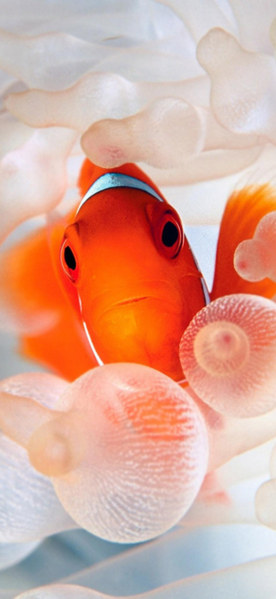 Orange clownfish, Ocean creatures, Underwater beauty, Marine life, 1170x2540 HD Handy