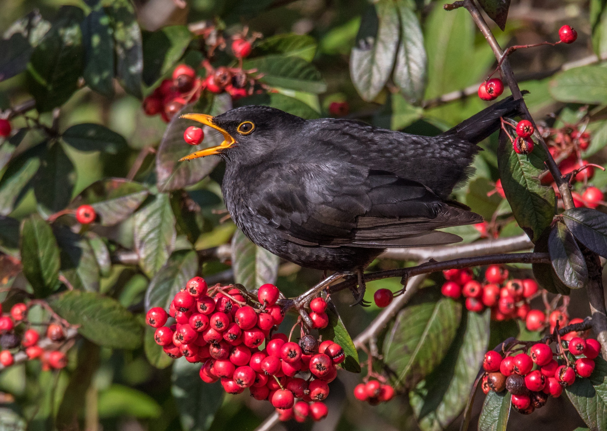 Common Blackbird, Elegant bird species, Feathered beauty, Nature's marvels, 2050x1460 HD Desktop