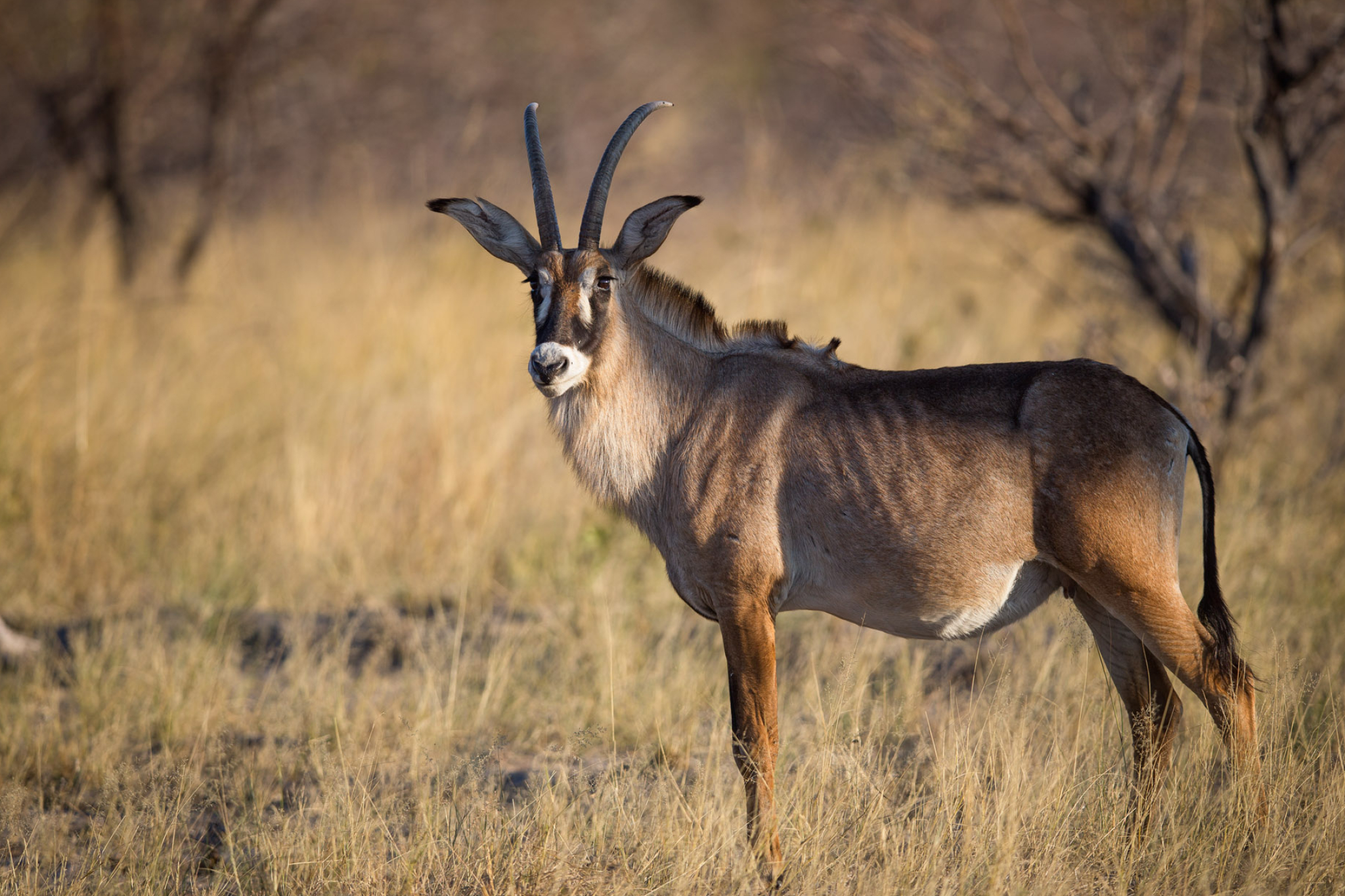 Roan antelope, Burrard Lucas, African wildlife, Impressive horns, 2050x1370 HD Desktop