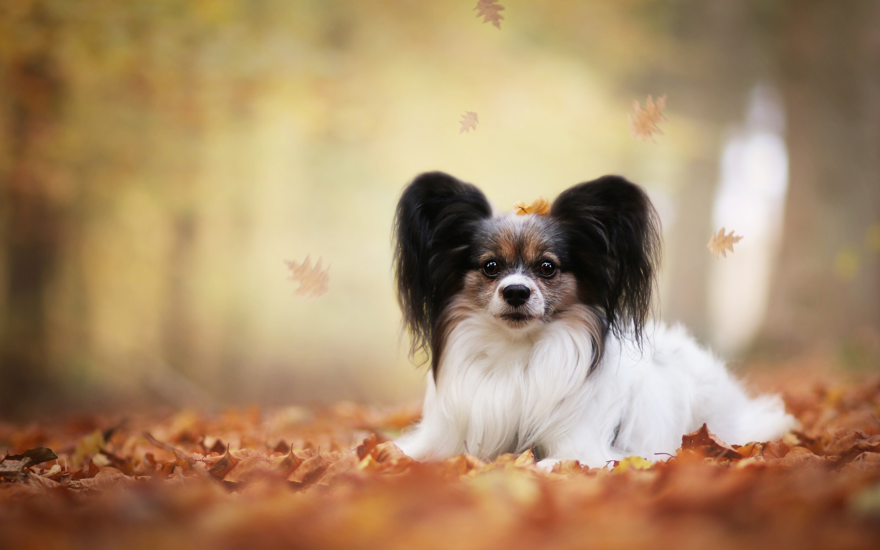 Papillon Dog: The Continental Toy Spaniel, Cute animals, Pets. 2880x1800 HD Wallpaper.