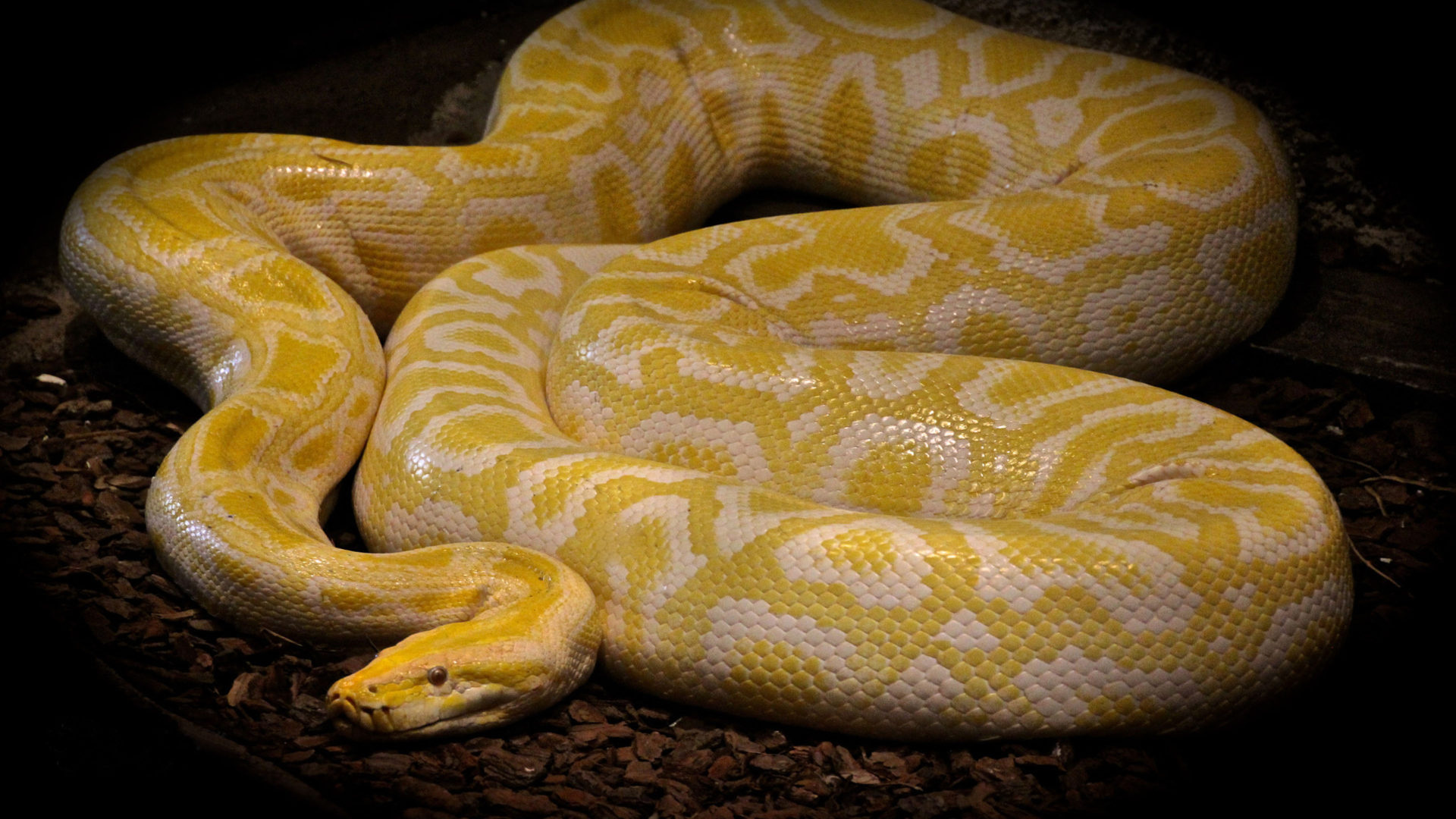 Ball pythons, Bruma snake, Colored scales, Eye-catching reptile, 1920x1080 Full HD Desktop