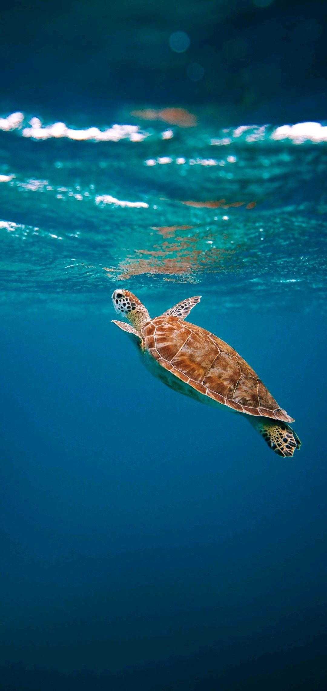 Turtle-inspired wallpapers, Captivating sea turtles, Stunning underwater world, Exquisite turtle, 1080x2280 HD Phone