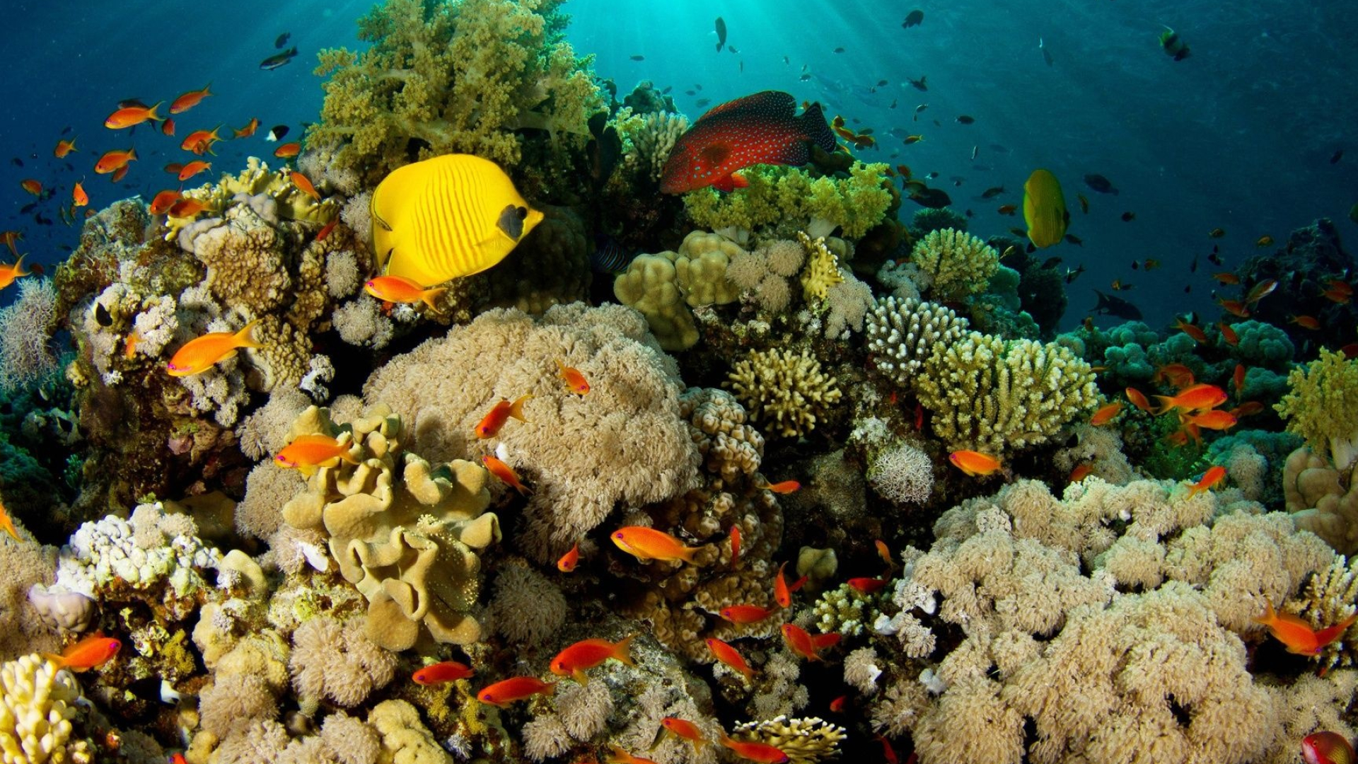 Caribbean Coral Reef Islands, Tropical paradise, Breathtaking marine life, Pristine beaches, 1920x1080 Full HD Desktop