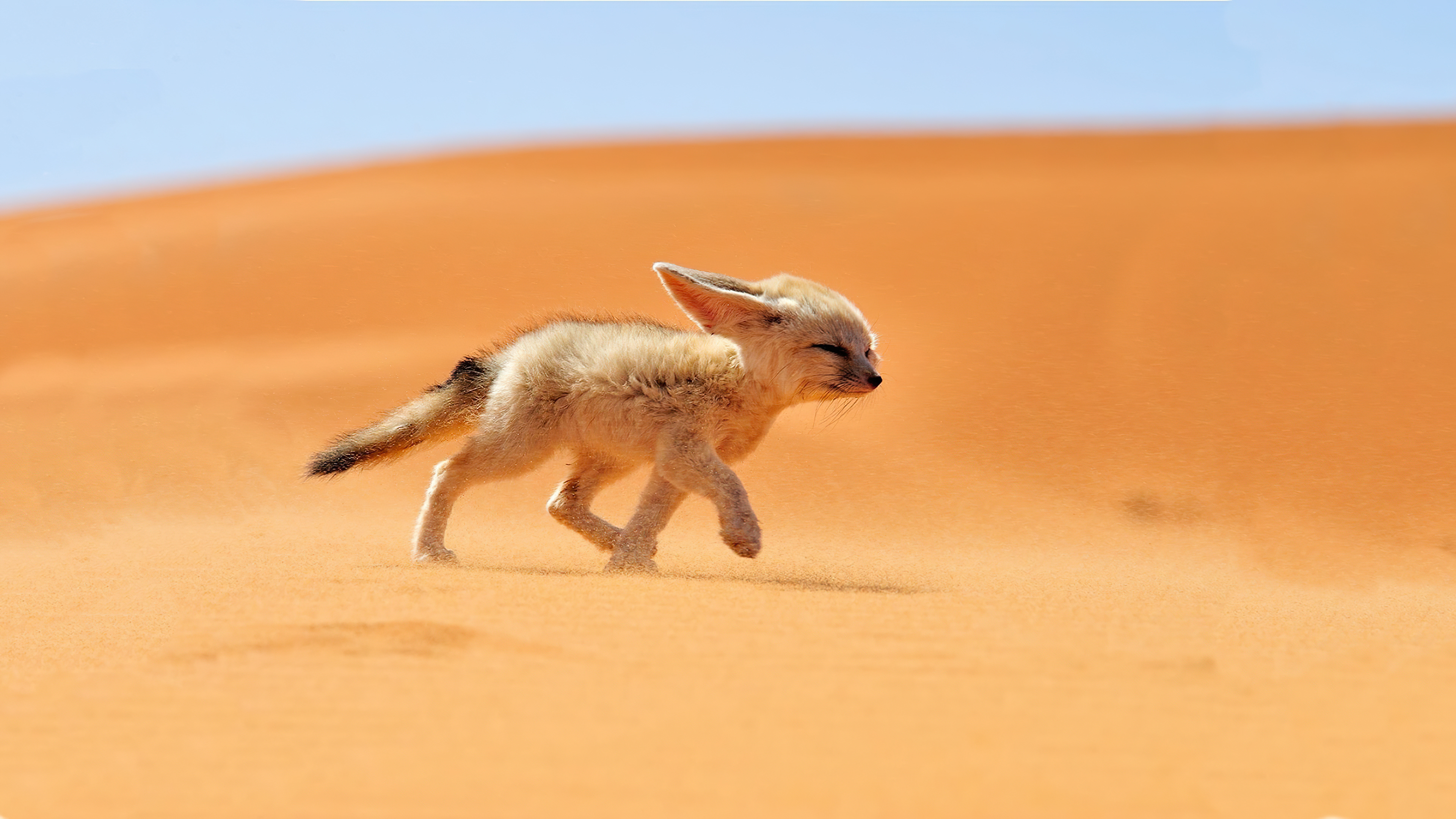 Fennec Fox, Desert dweller, Beautiful fox, Wallpapers, 3840x2160 4K Desktop