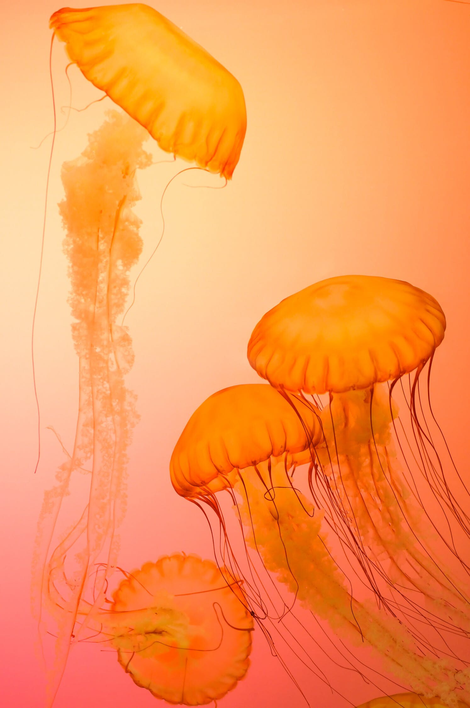 Glowing Jellyfish: Chrysaora achlyos, A giant jelly, Free-swimming marine animal with umbrella-shaped bell. 1500x2250 HD Background.