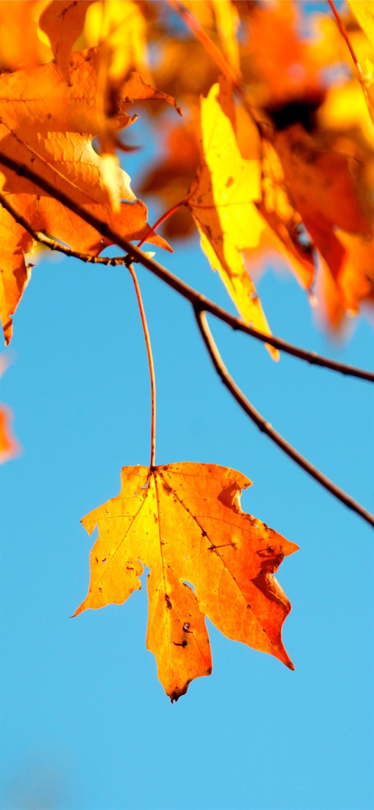 Shallow photography, Maple leaf, iPhone 11 wallpapers, Free download, 1250x2690 HD Phone