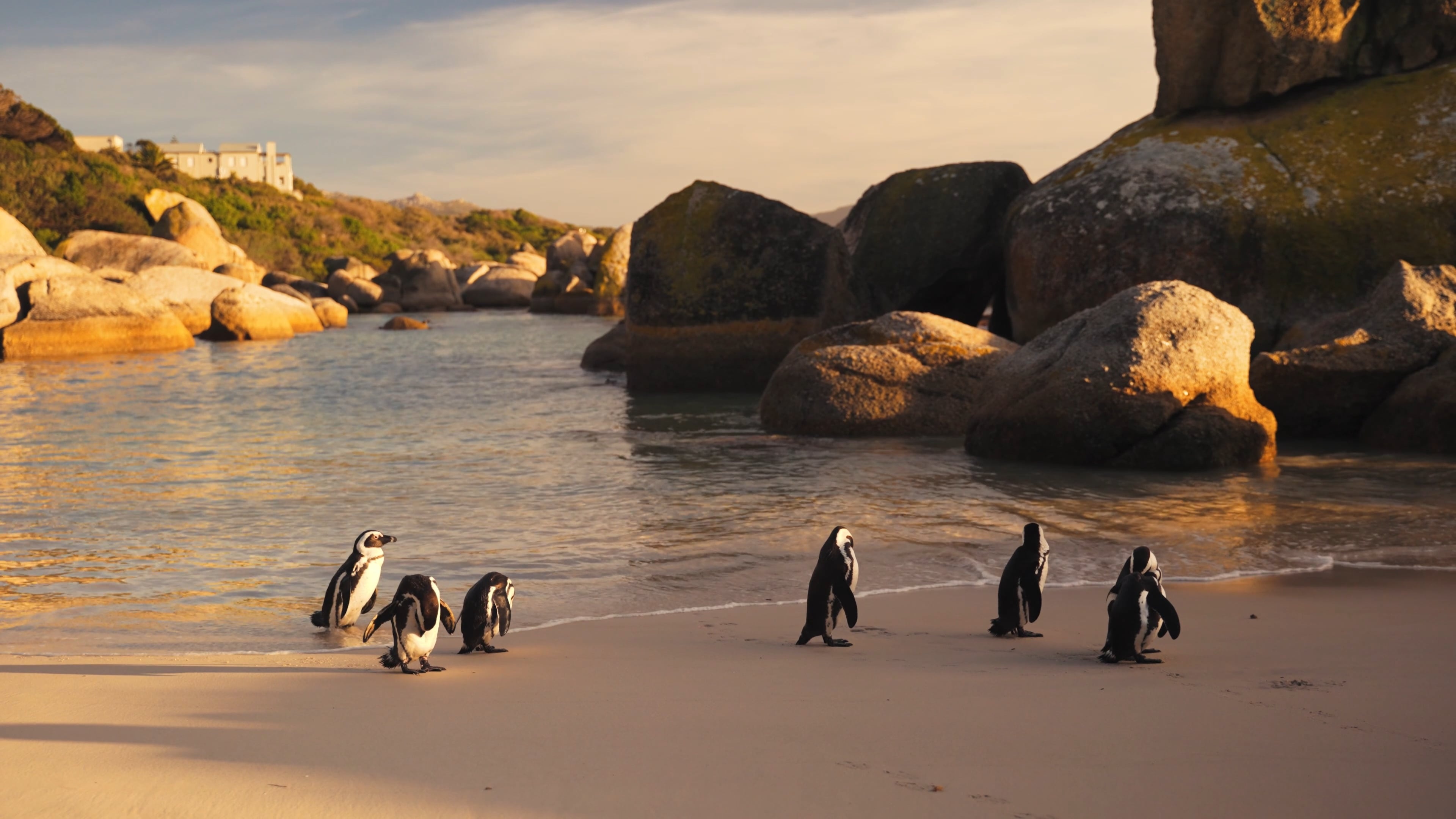 Beach buddies, African penguin encounter, Animal lovers, Coastal beauty, 3840x2160 4K Desktop