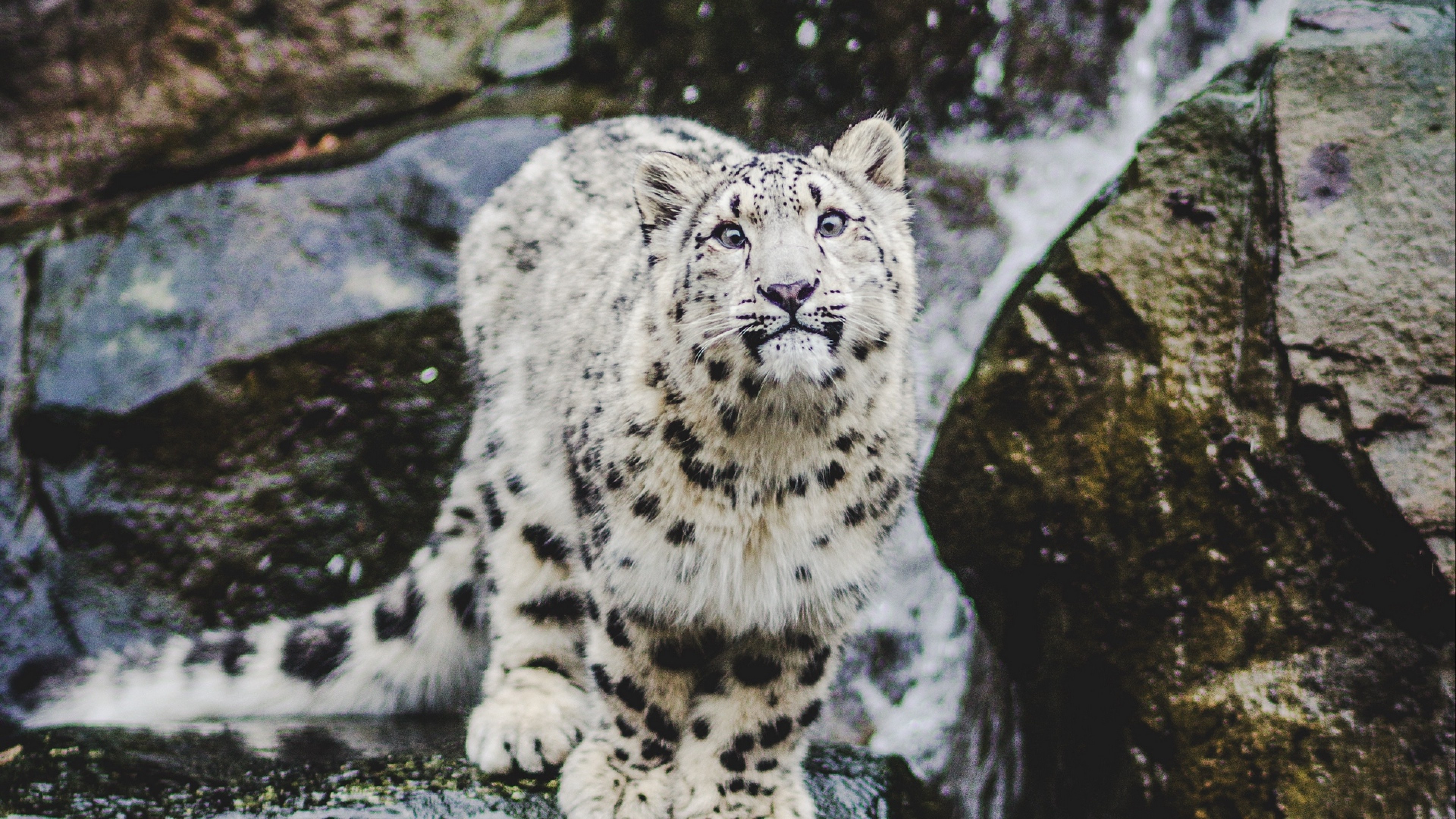 Snow leopard smiling hd, Ultra hd wallpaper, Net, 3840x2160 4K Desktop