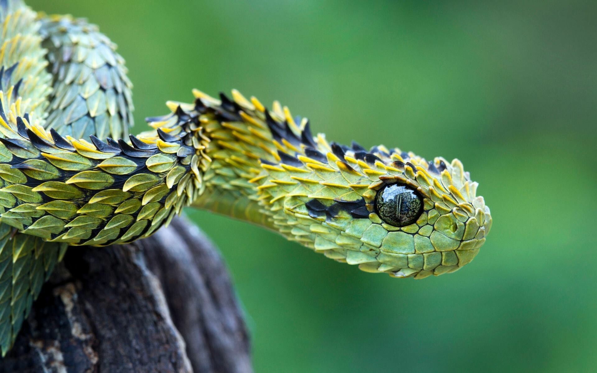 Snake: Viper, Species shed the complete outer layer of skin in one piece. 1920x1200 HD Background.