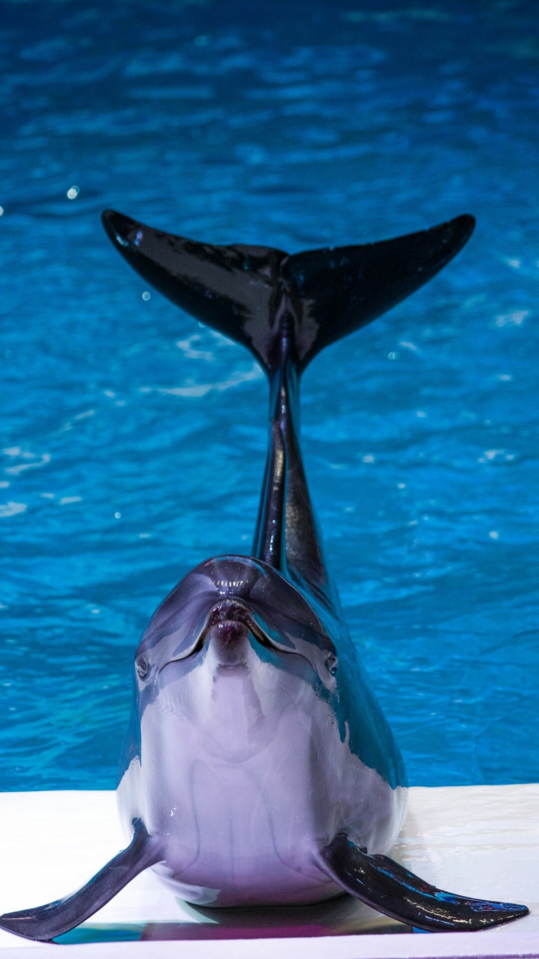 Dolphin: A mammal that needs to breathe air through its blowhole, just as whales and porpoises do. 1080x1920 Full HD Background.