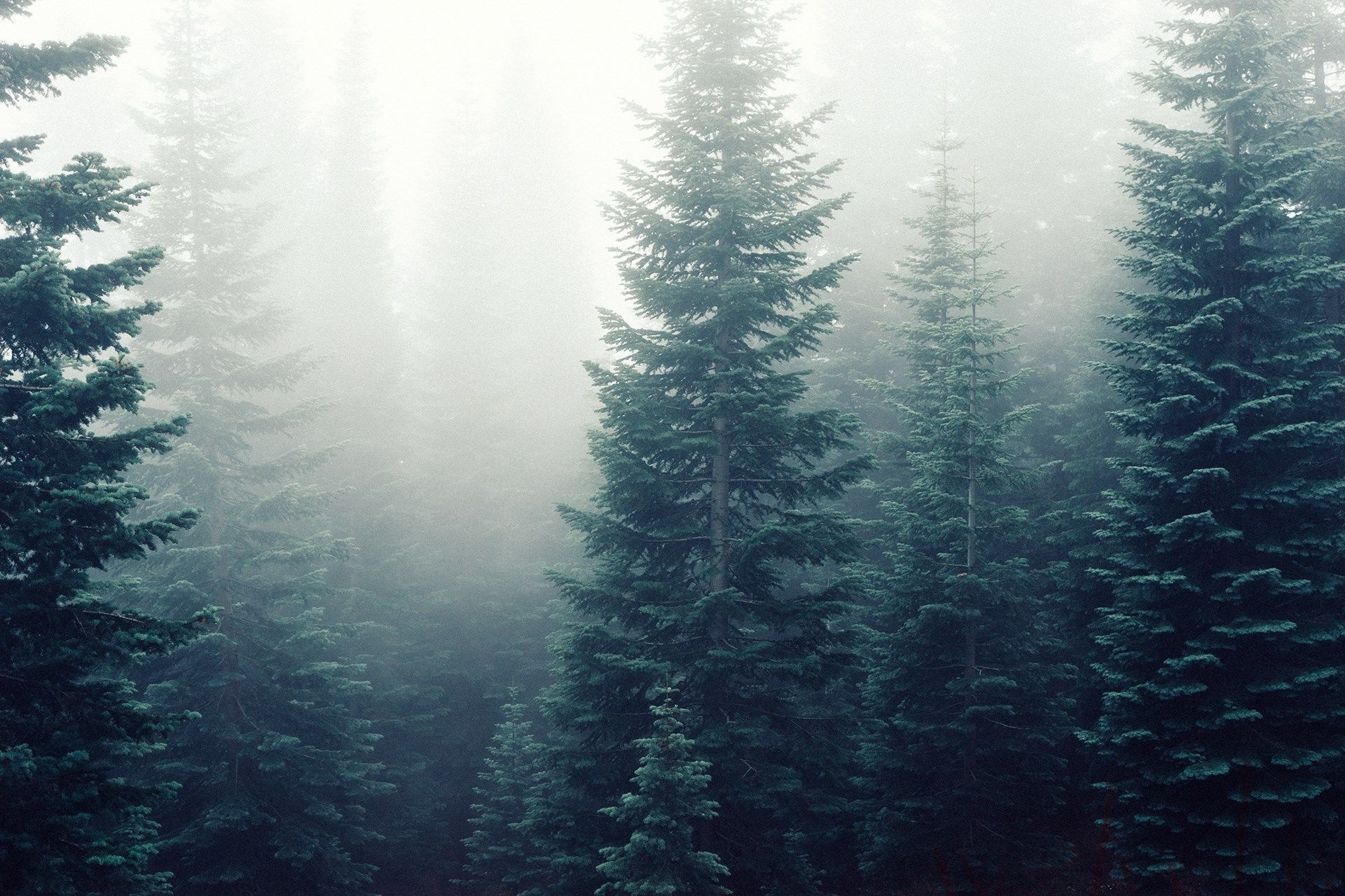 Majestic spruce forest, Enchanting scenery, Nature's sanctuary, Tree canopy, 1920x1280 HD Desktop