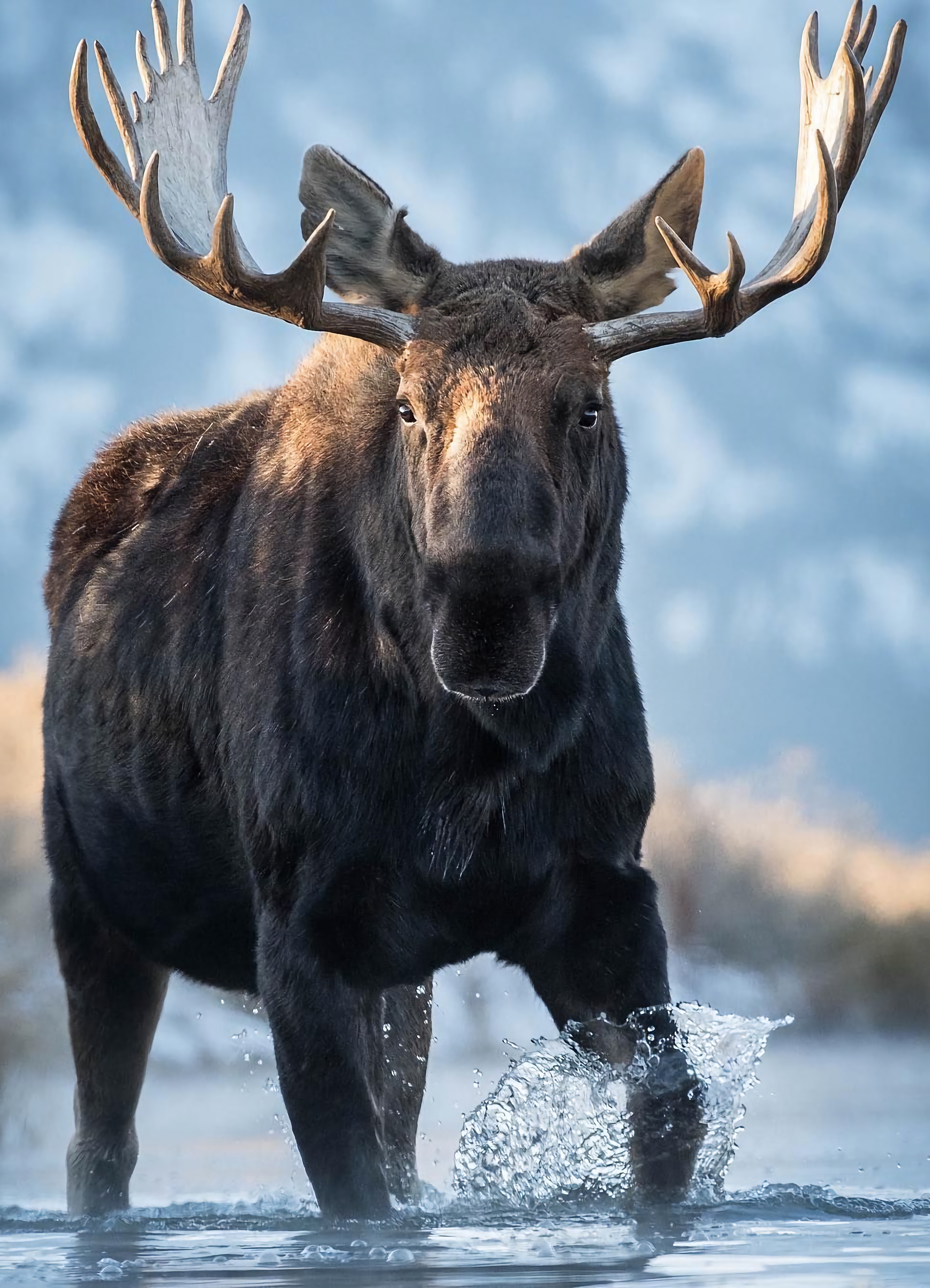 Elk (Animals), Serene solitude, Arctic wilderness, Snow-capped peaks, 3900x5400 4K Phone