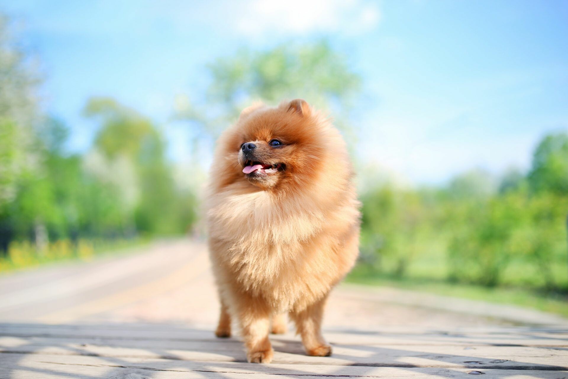 Pomeranian: Puppy, A breed of toy dog known as a Pom. 1920x1280 HD Wallpaper.
