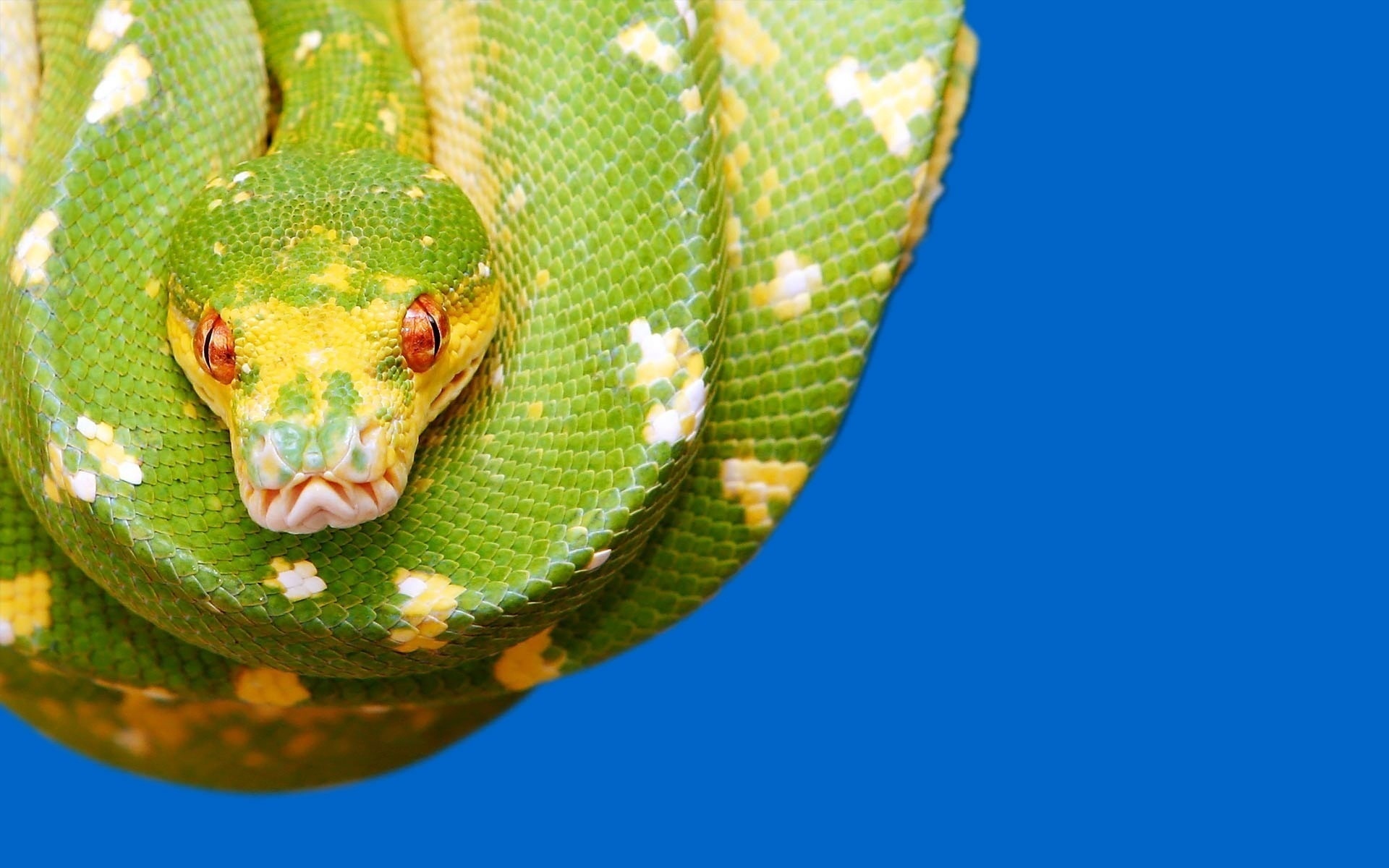 Python snake wallpaper, Eye-catching visuals, Breathtaking imagery, Striking design, 1920x1200 HD Desktop