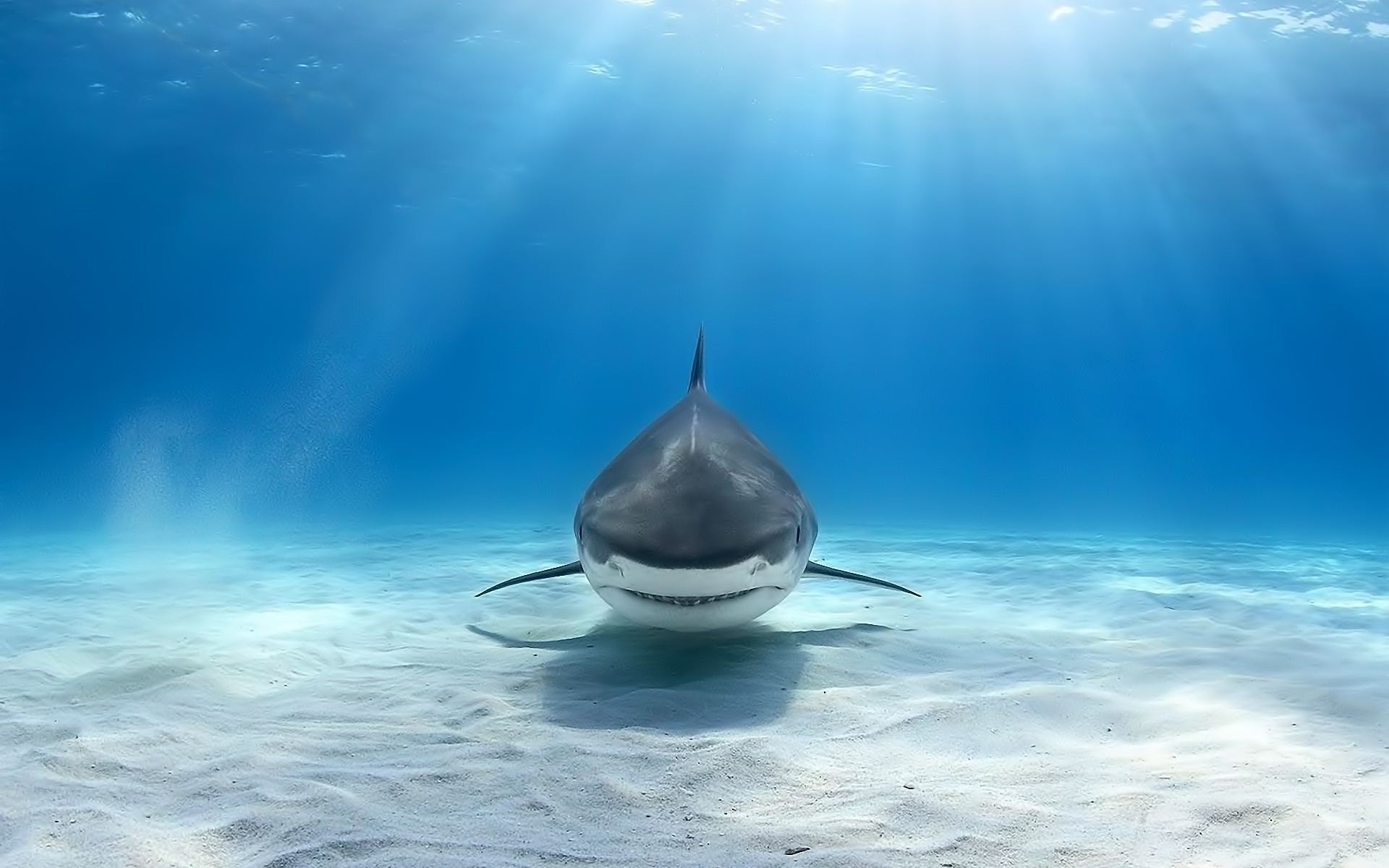 Underwater wallhaven 1090247, Reqiuem shark tiger, Great white shark, Wallpapers PX animals, 1920x1200 HD Desktop