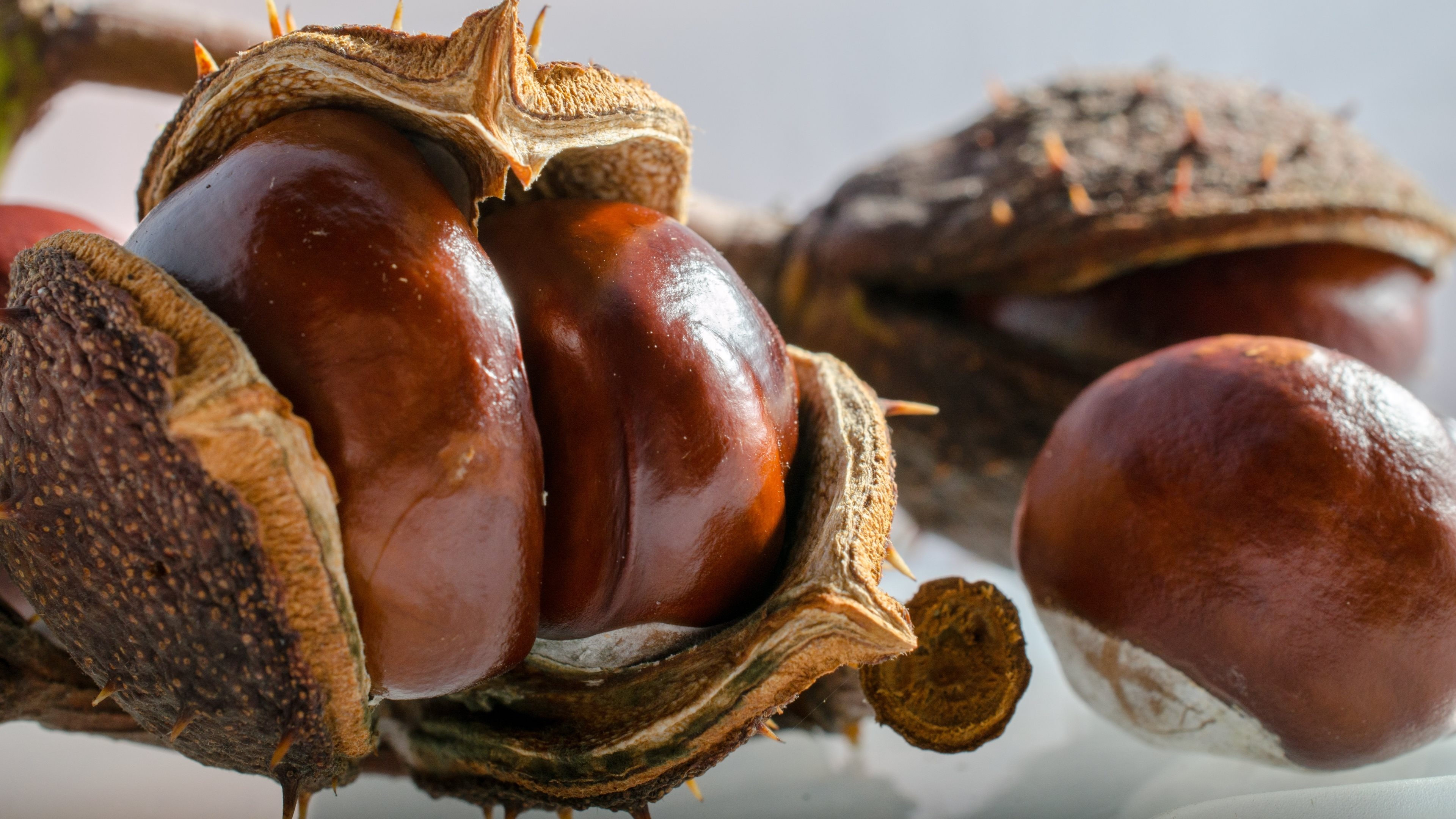 Chestnuts in their home, HD wallpaper, Natural beauty, Seasonal charm, 3840x2160 4K Desktop