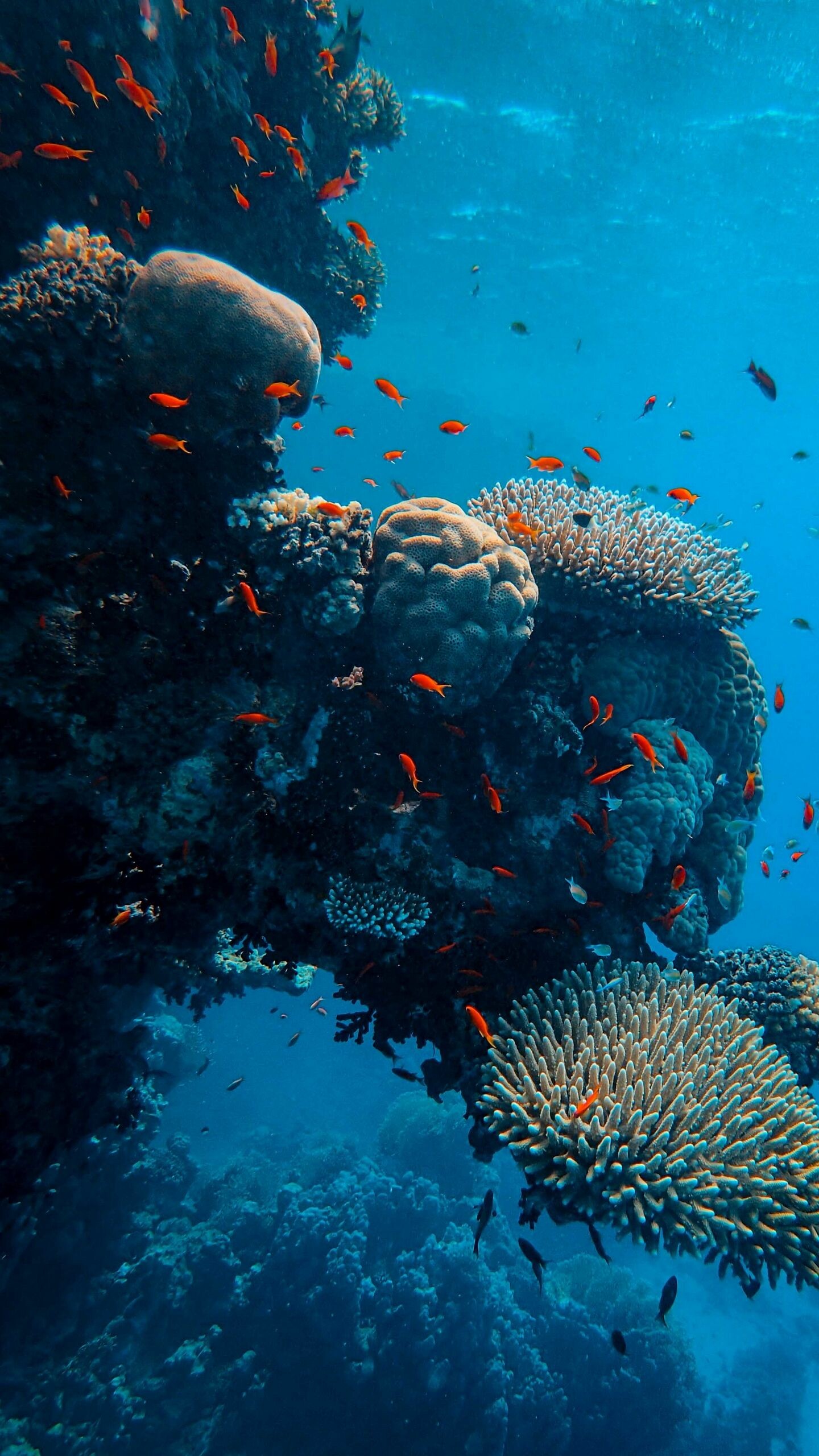 Coral Reef: Tropical corals do not grow at depths of over 50 meters. 1440x2560 HD Wallpaper.