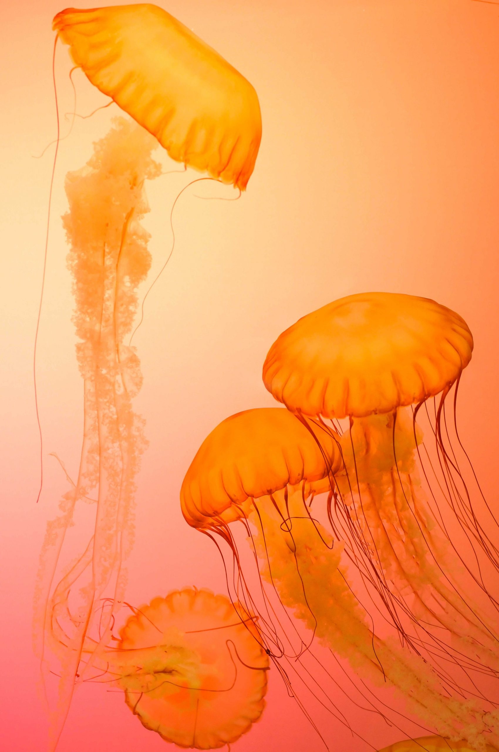 Orange jellyfish, Modern art canvas, Vertical design, Abstract representation, 1700x2560 HD Phone